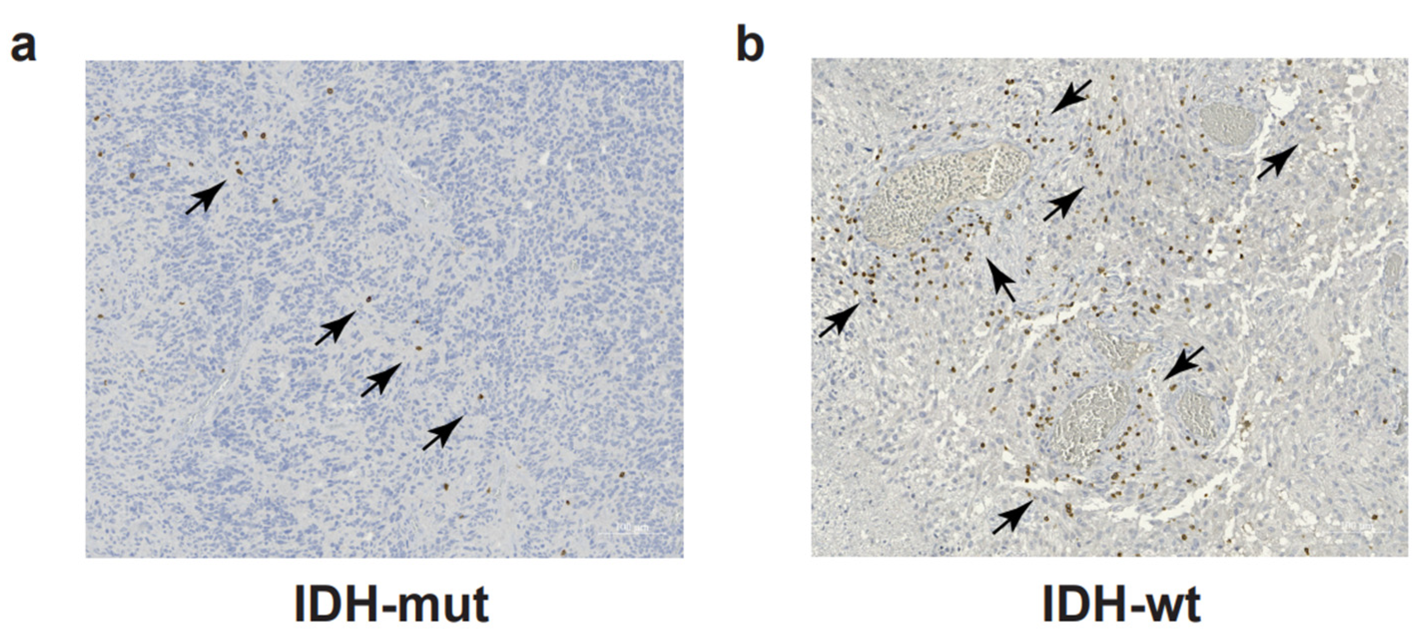 Cancers 16 00603 g001