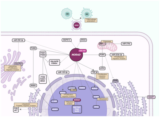 RORA Gene - GeneCards, RORA Protein