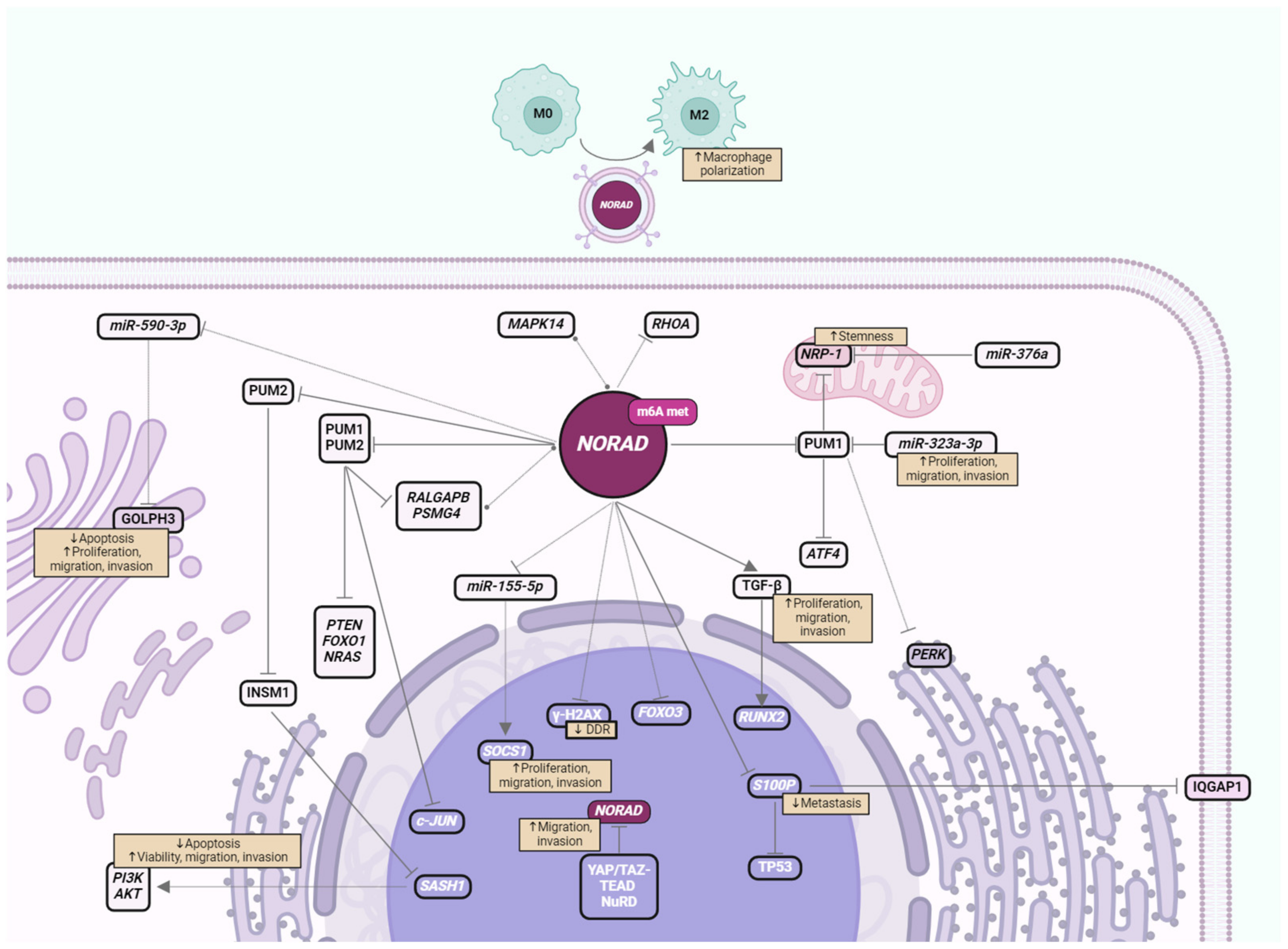 Cancers 16 00636 g001