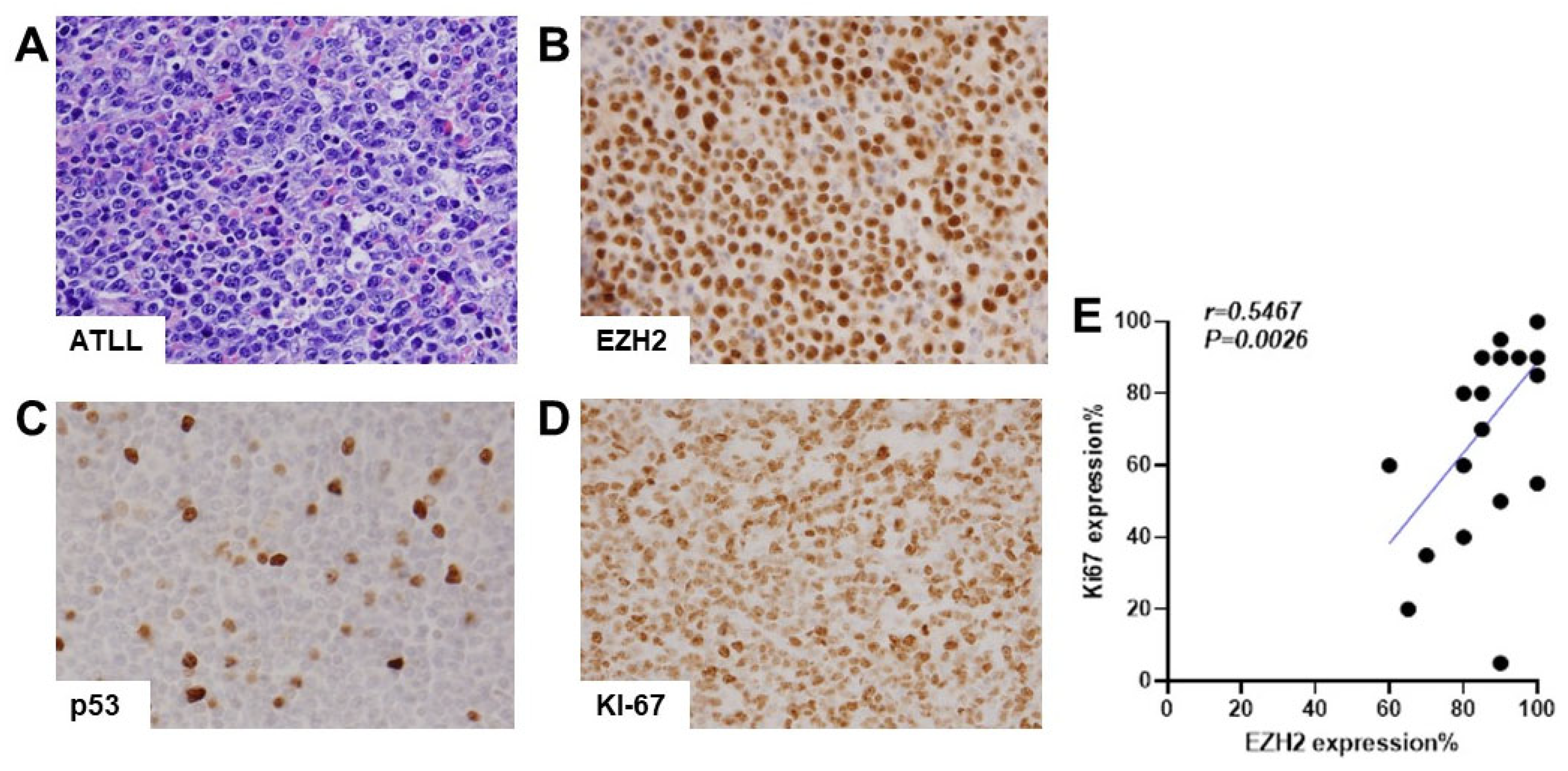 Cancers 16 00646 g001