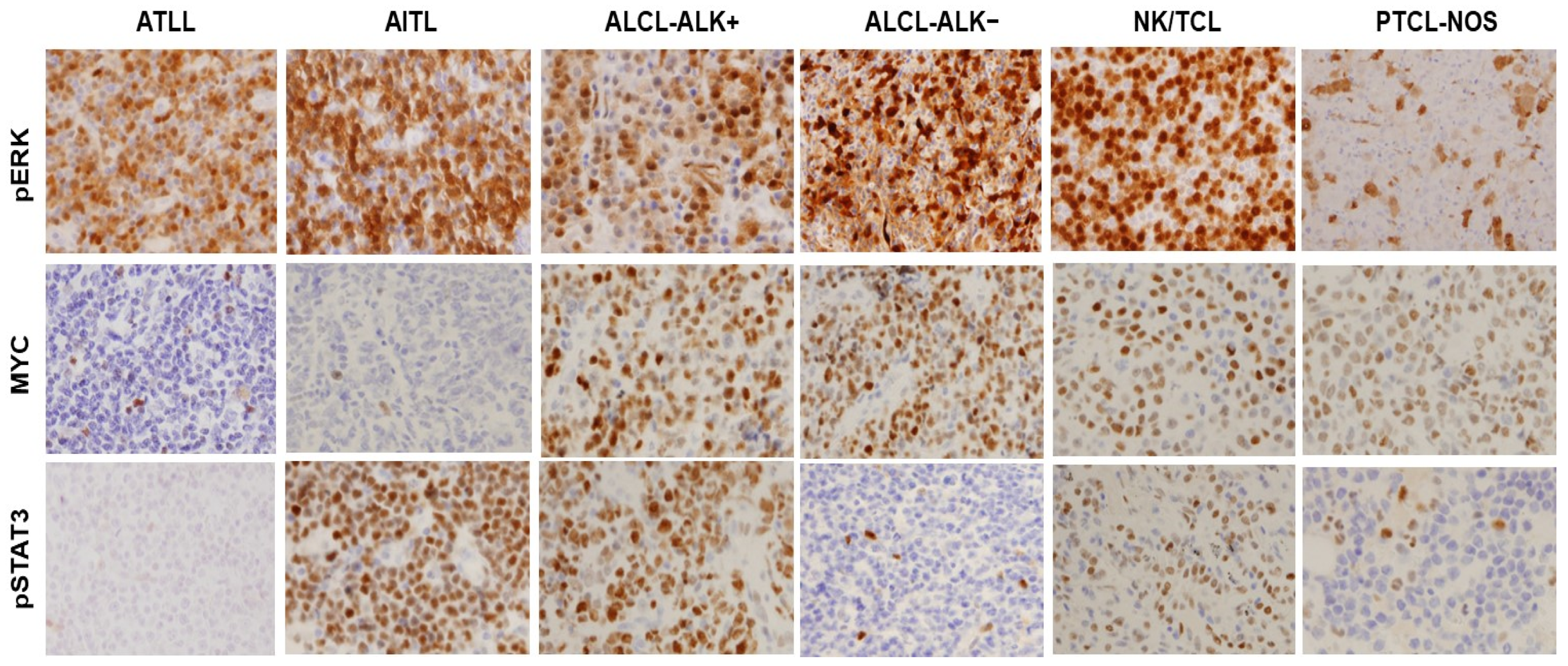 Cancers 16 00646 g003