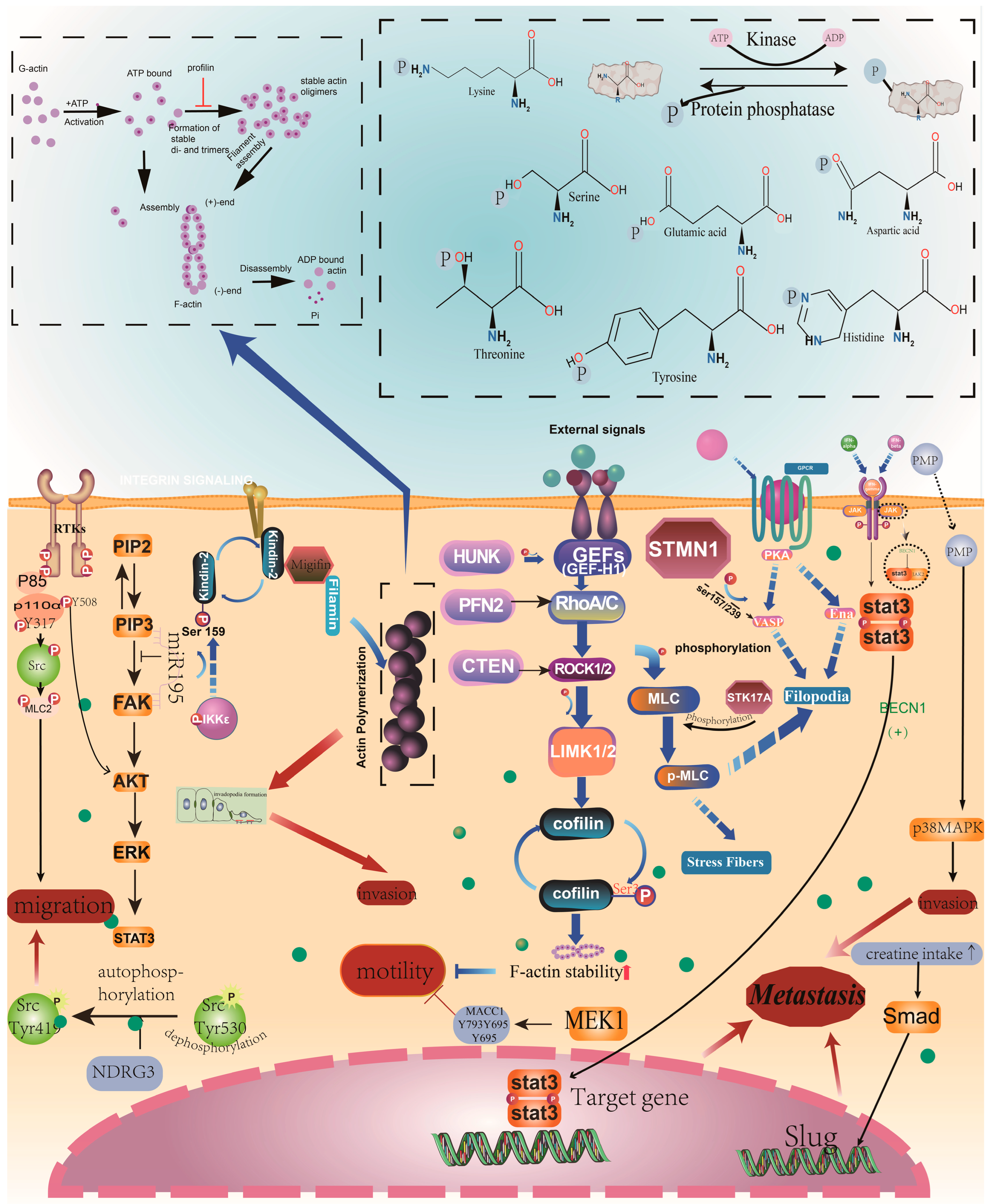 Cancers 16 00652 g002