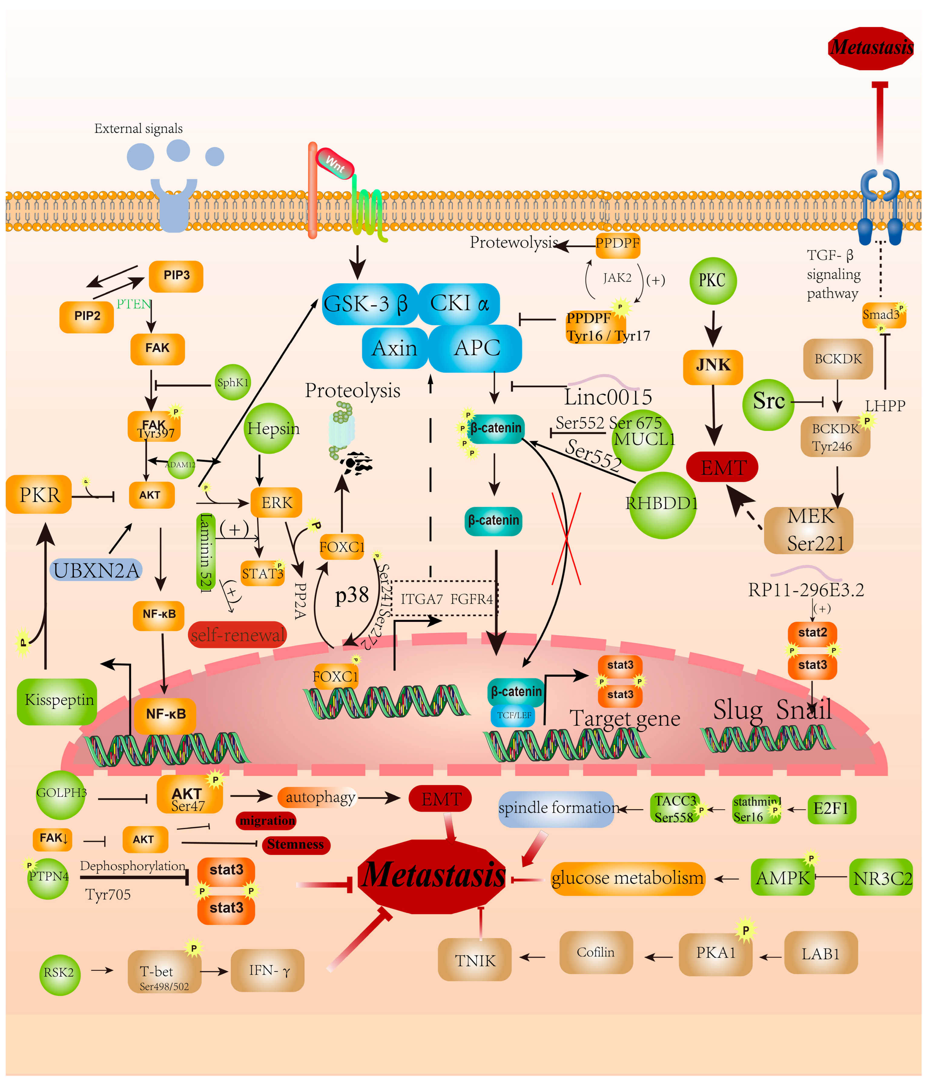 Cancers 16 00652 g003