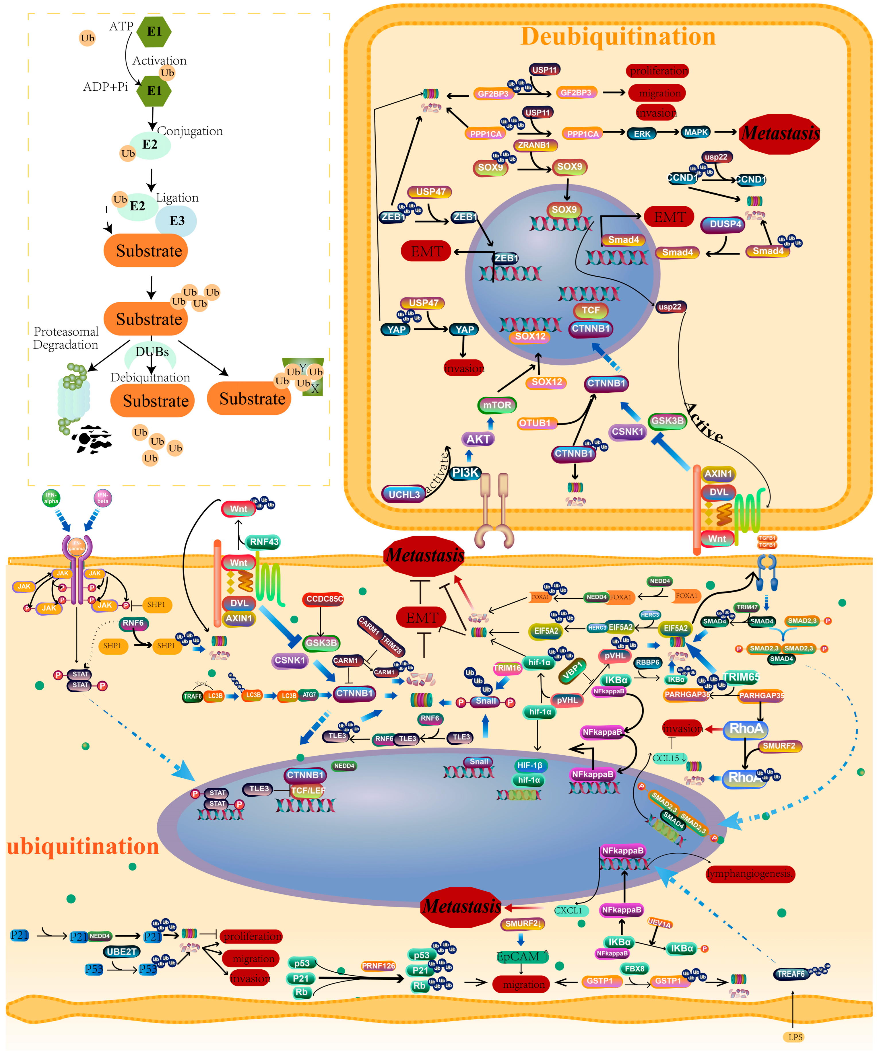 Cancers 16 00652 g004