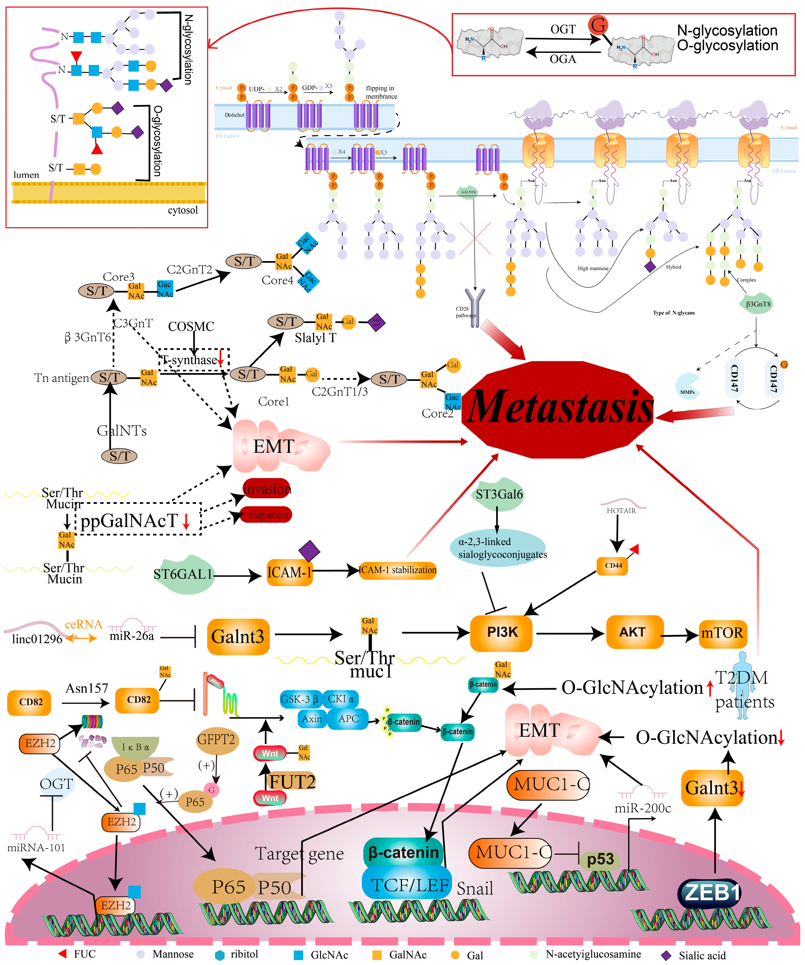 Cancers 16 00652 g005