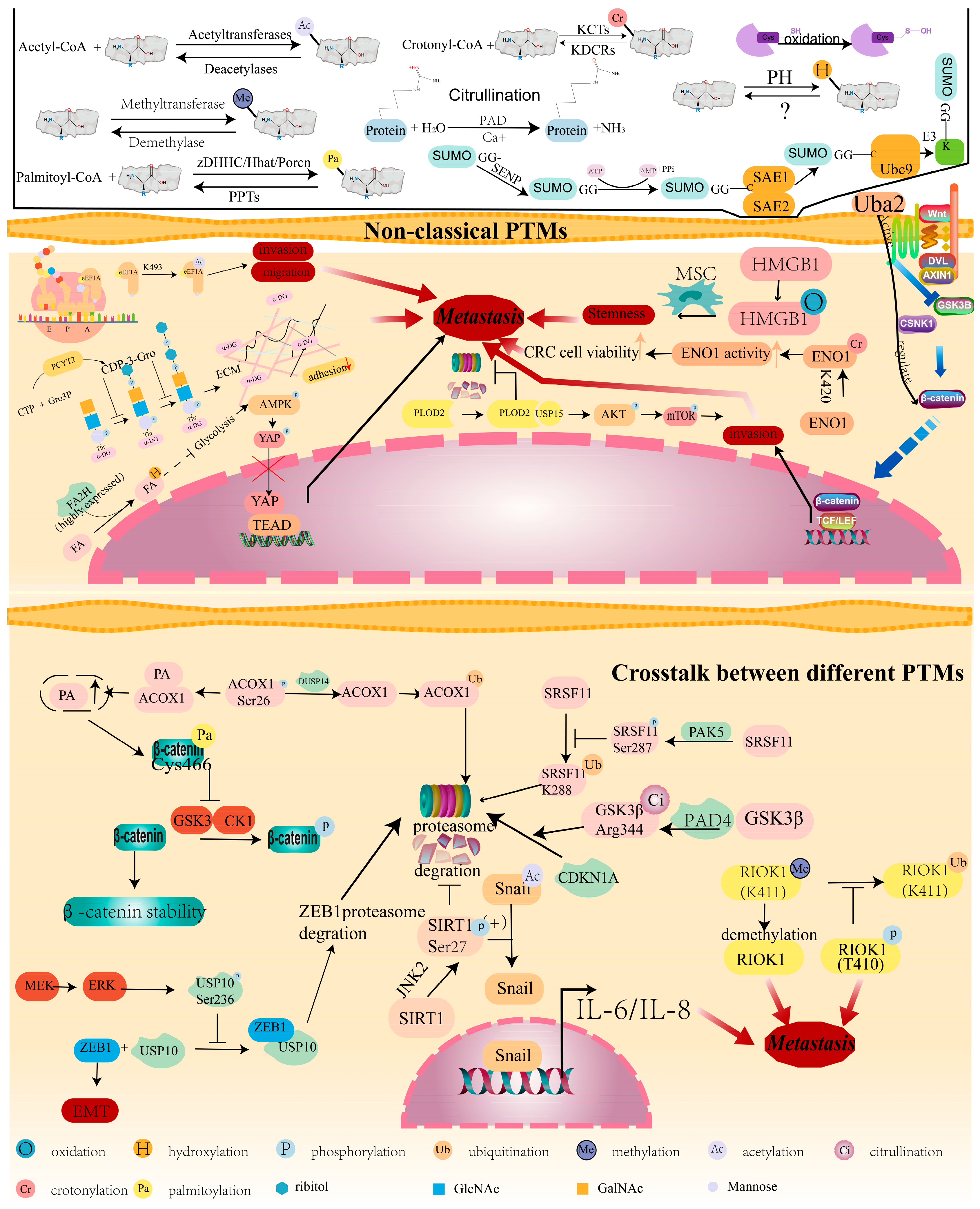 Cancers 16 00652 g006