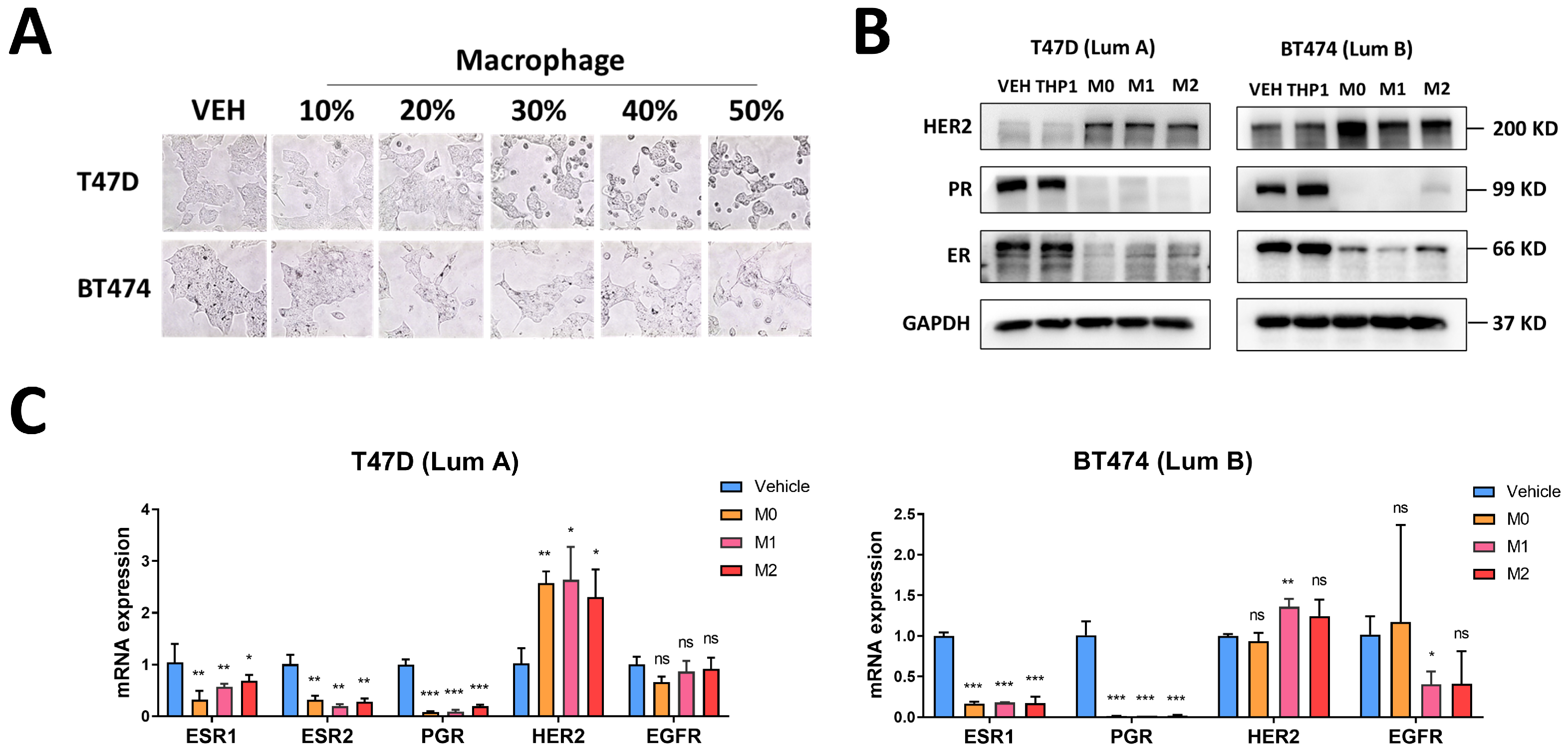 Cancers 16 00678 g003