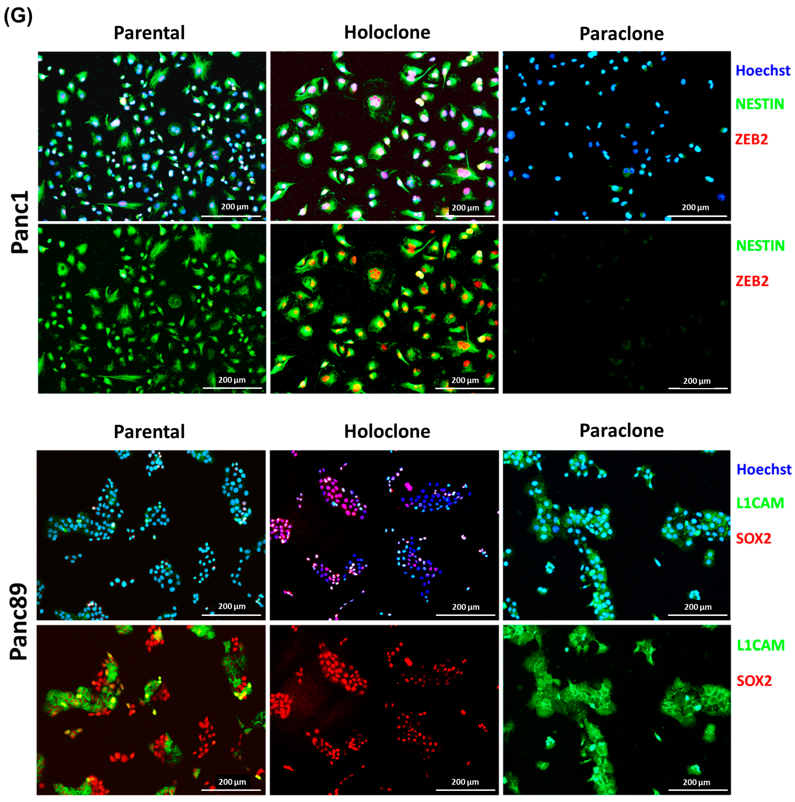 Cancers 16 00686 g002c Cancers 16 00686 g002c