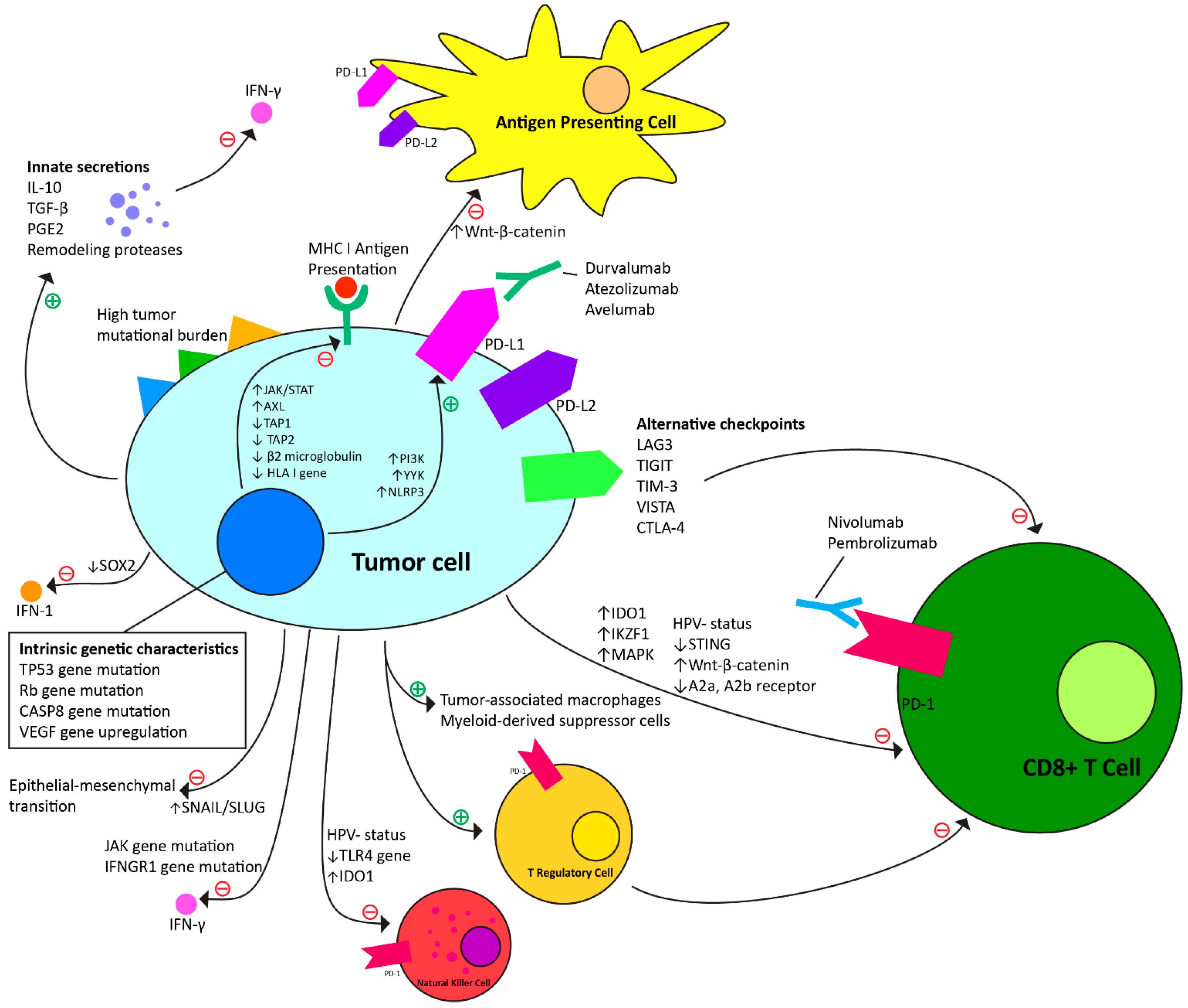 Cancers 16 00703 g001