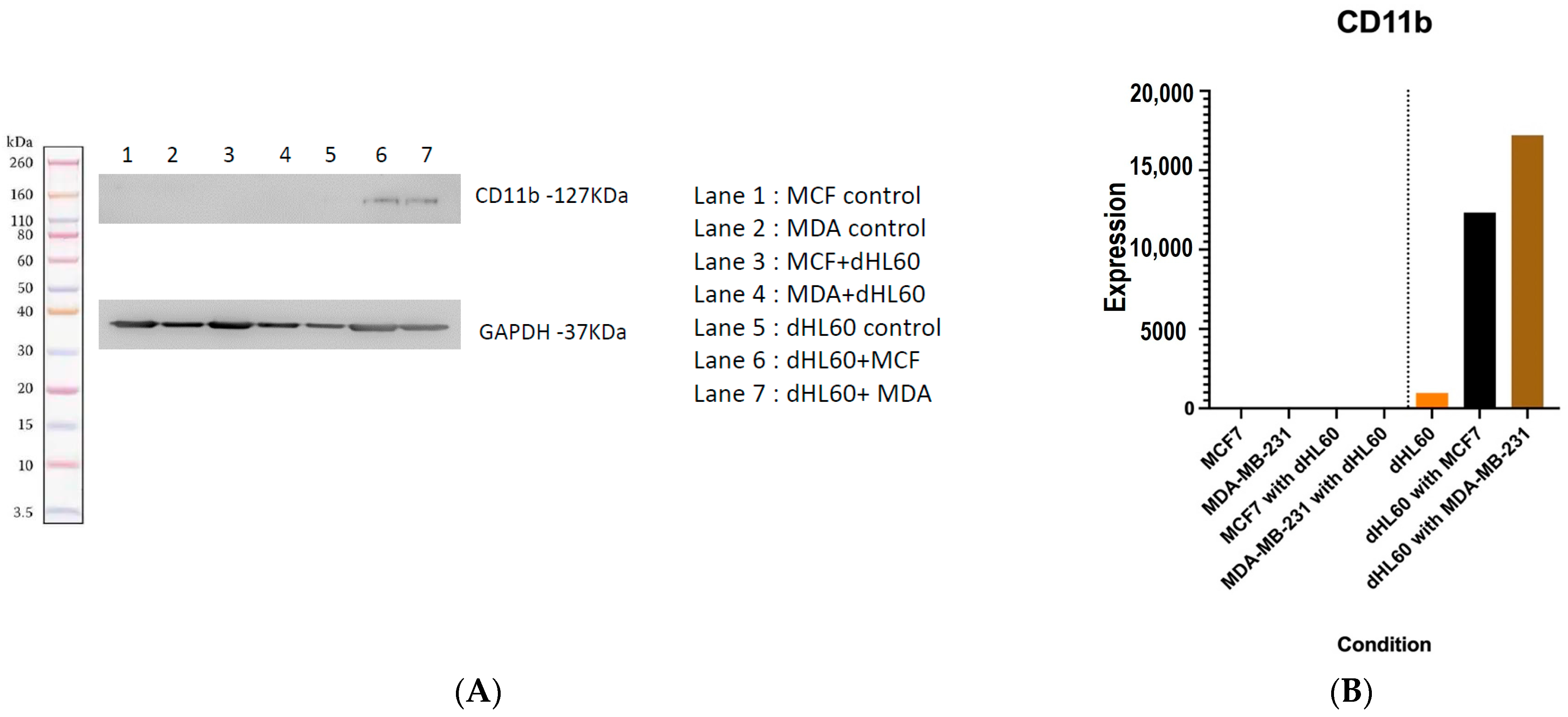 Cancers 16 00747 g019