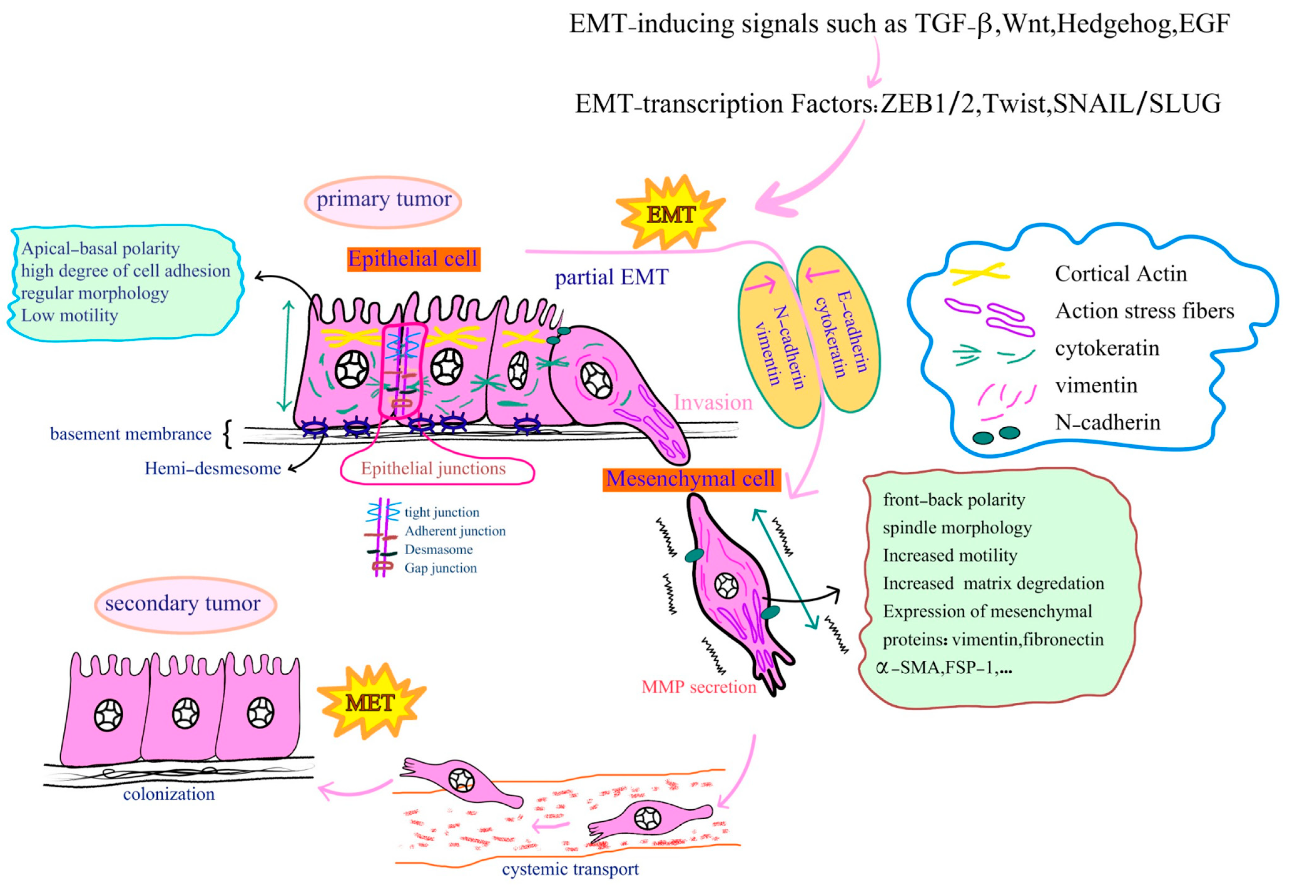 Cancers 16 00807 g003 Cancers 16 00807 g003