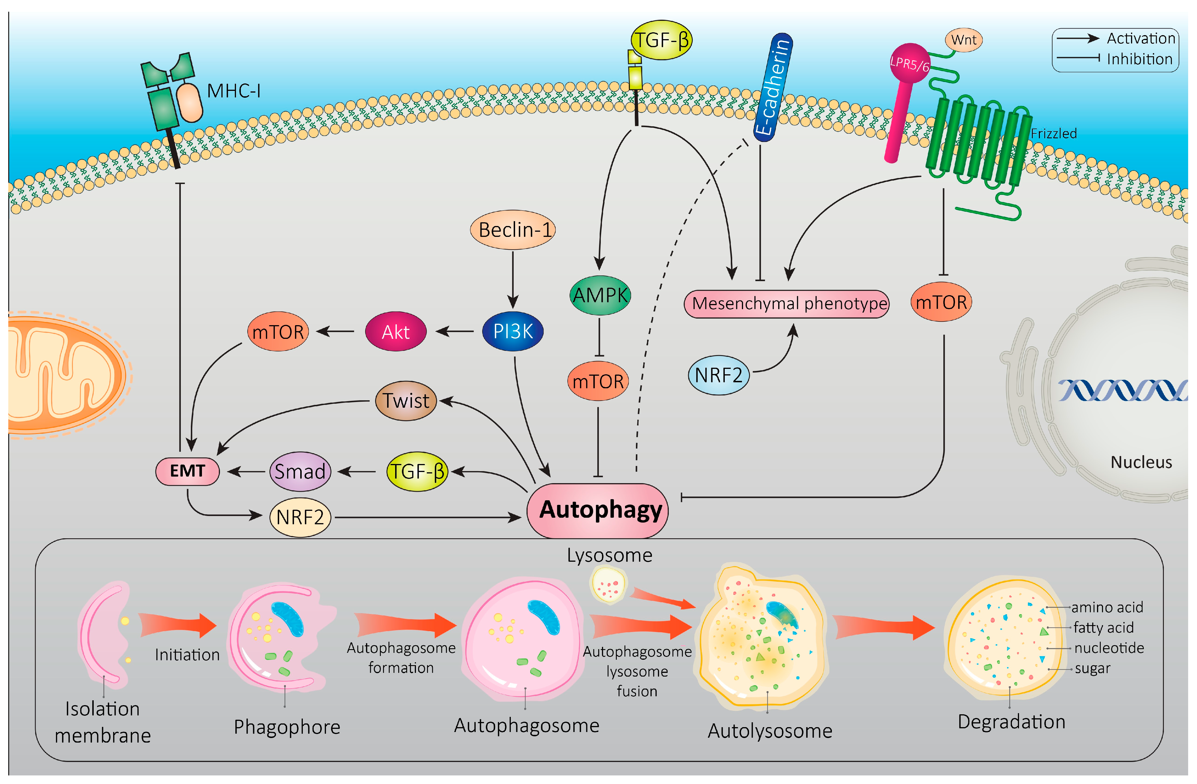 Cancers 16 00807 g004 Cancers 16 00807 g004