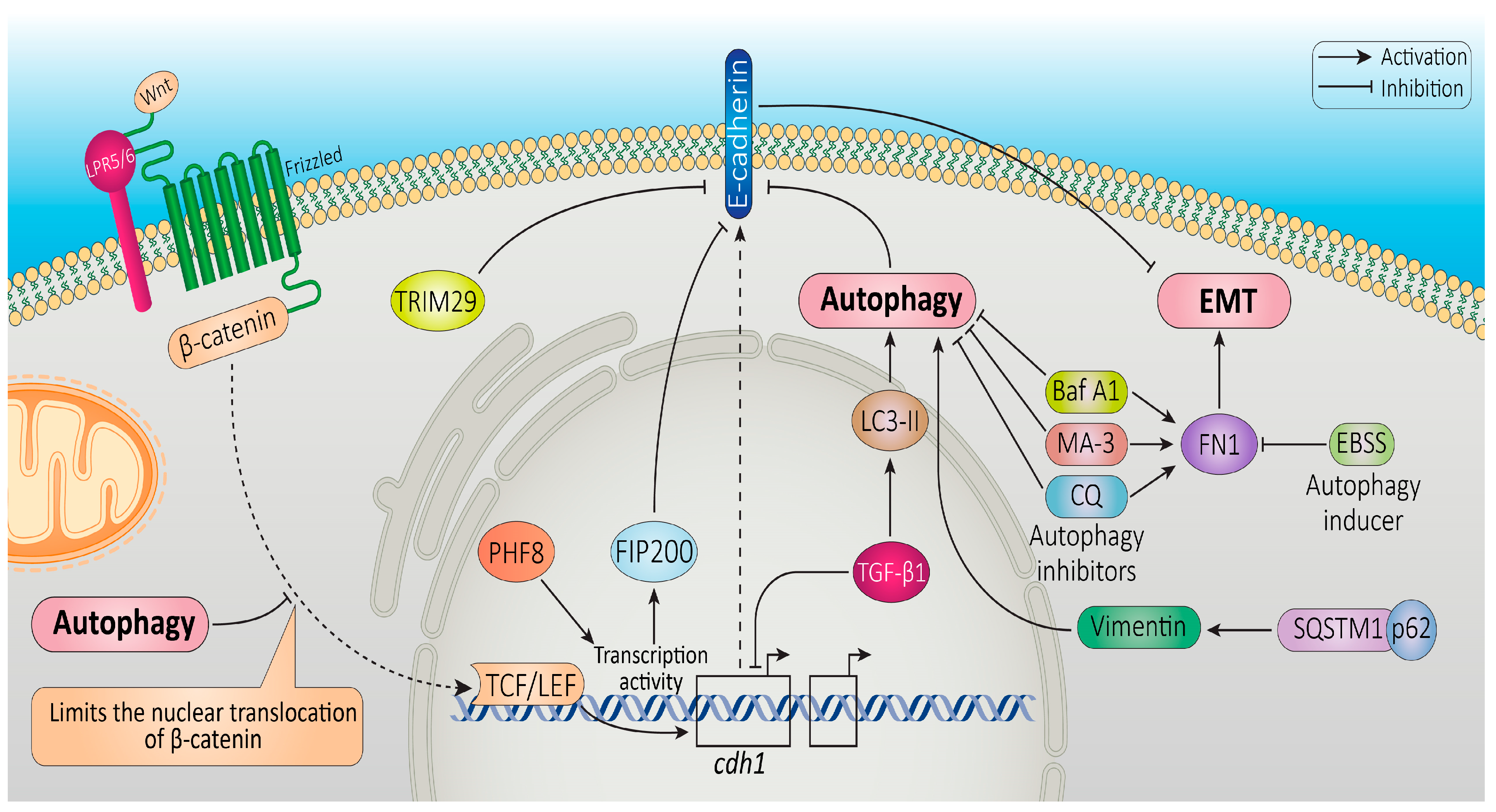 Cancers 16 00807 g005 Cancers 16 00807 g005
