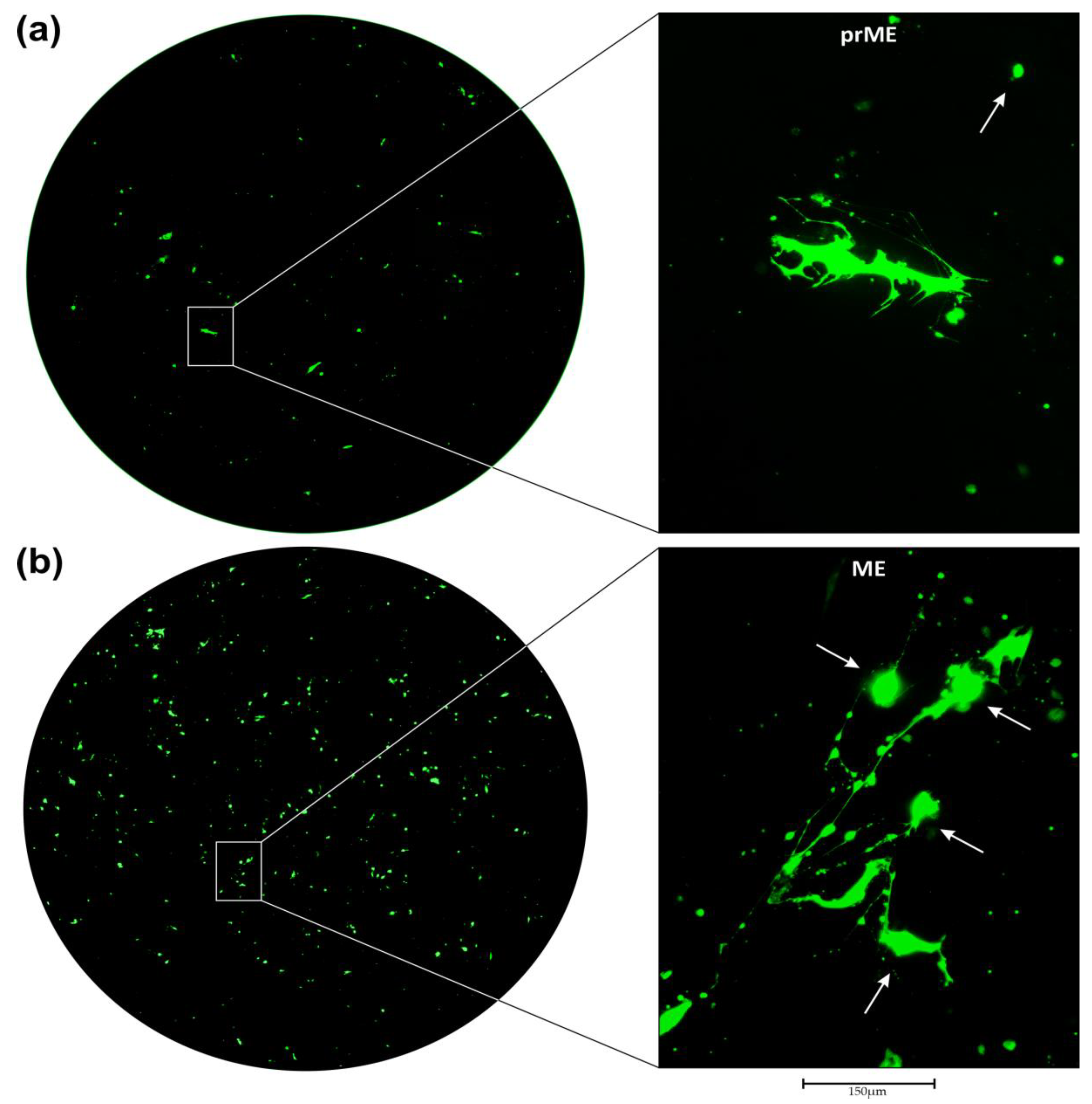 Cancers 16 00814 g003a