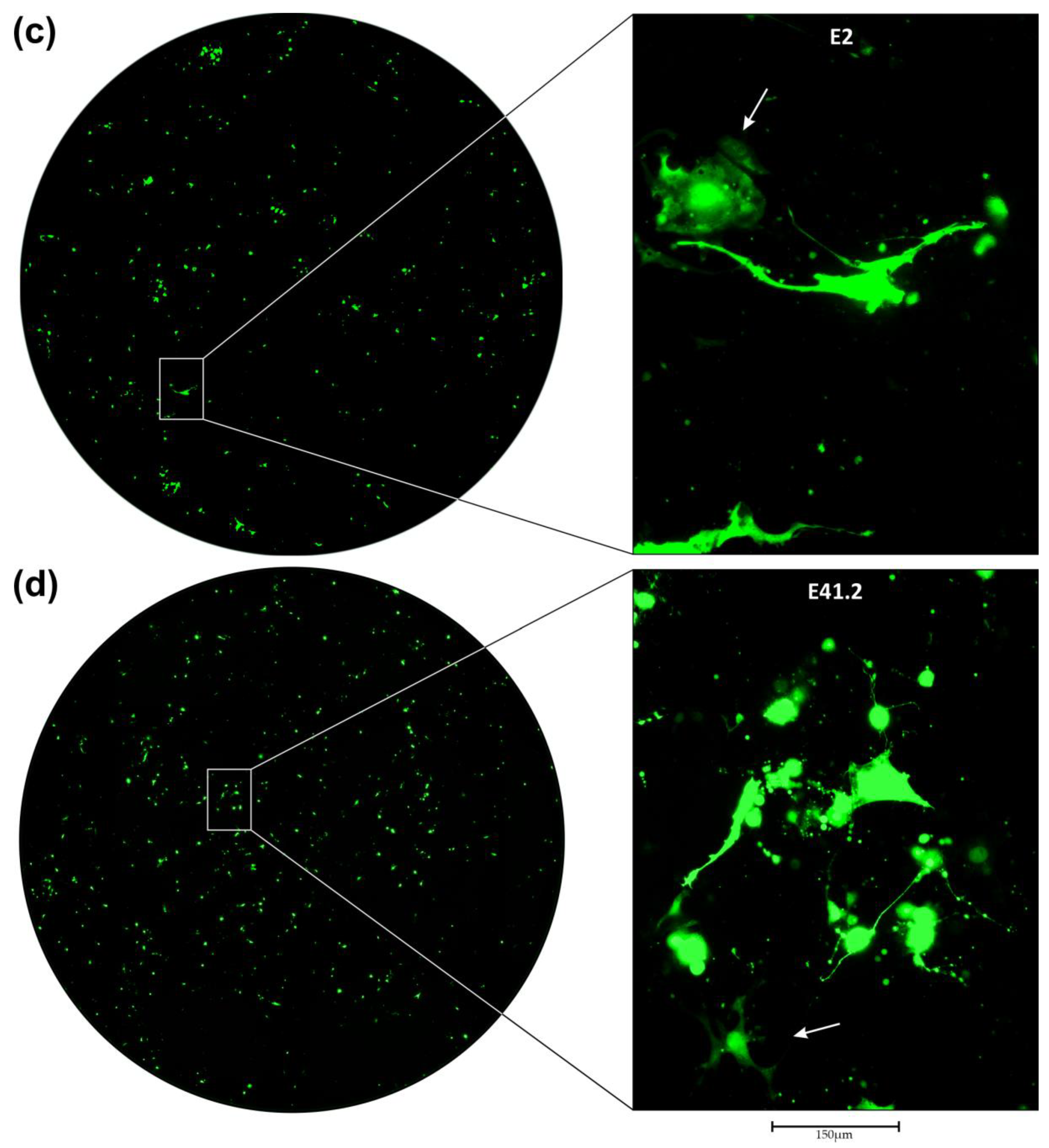 Cancers 16 00814 g003b