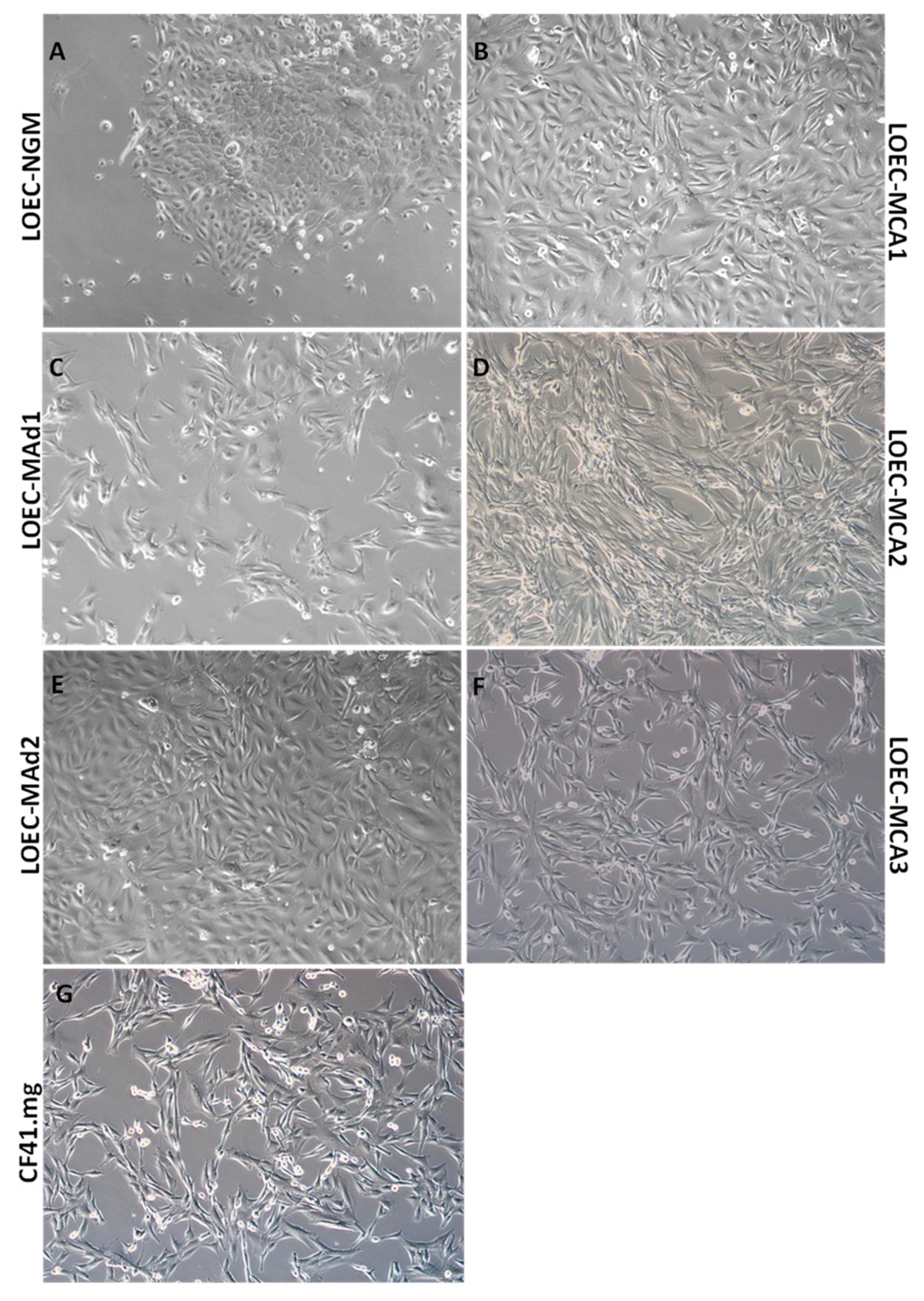 Cancers Free Full Text Inhibitory Effects of Alpha Connexin
