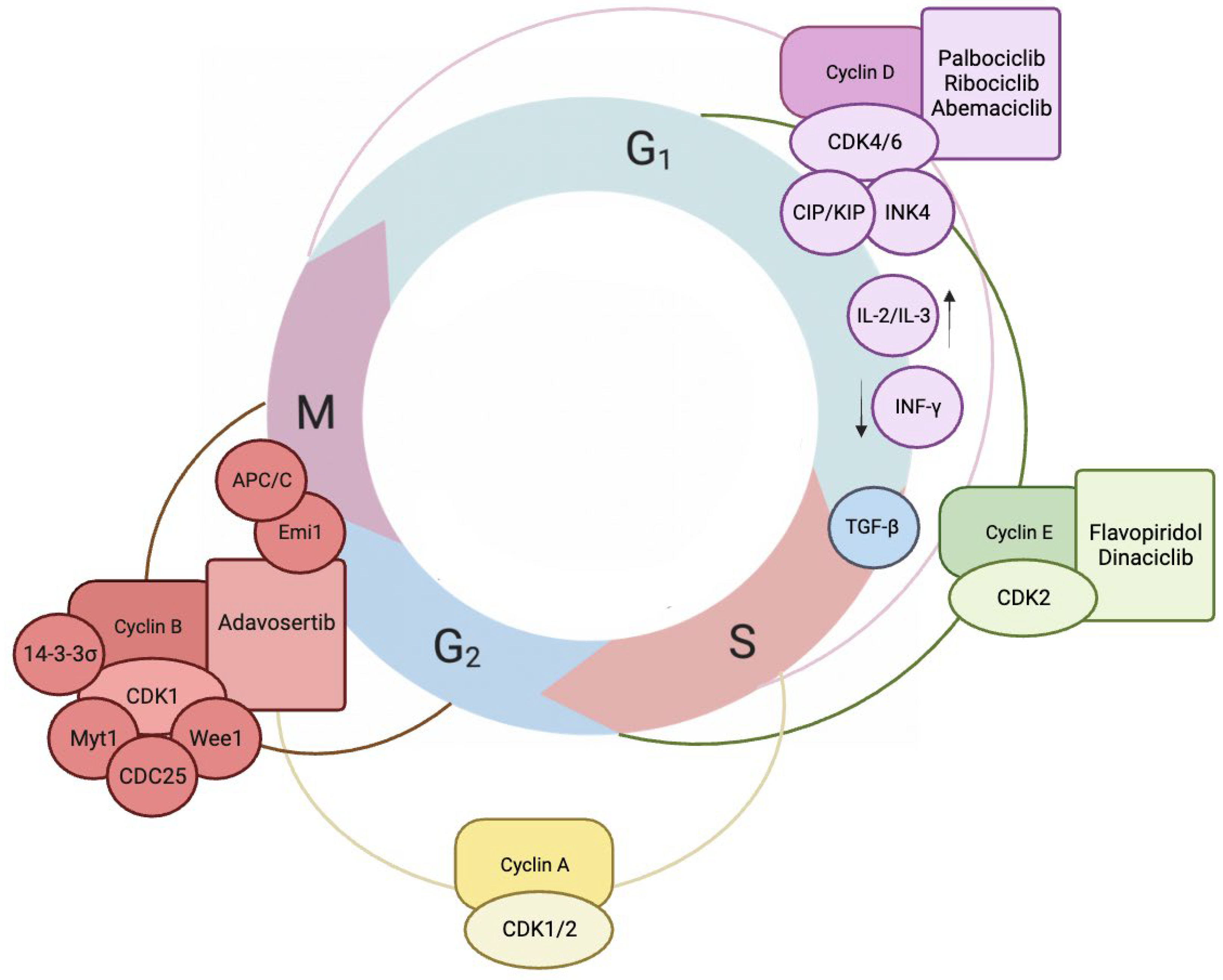 新作グッ Role of Endometriosis in Proteins Cytoskeletal and Cyclins 趣味