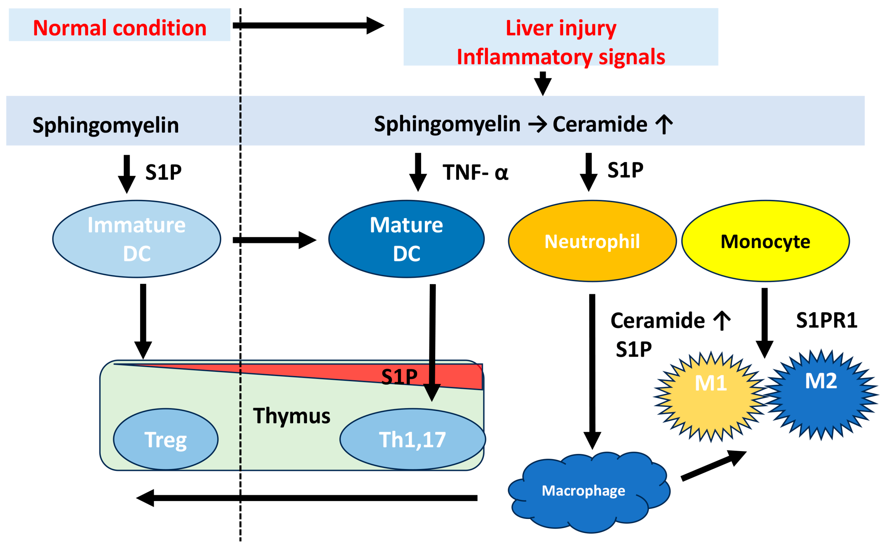 Cancers 16 00850 g002 Cancers 16 00850 g002
