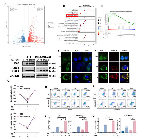 Inhibition of TNBC Cell Growth by Paroxetine: Induction of Apoptosis ...