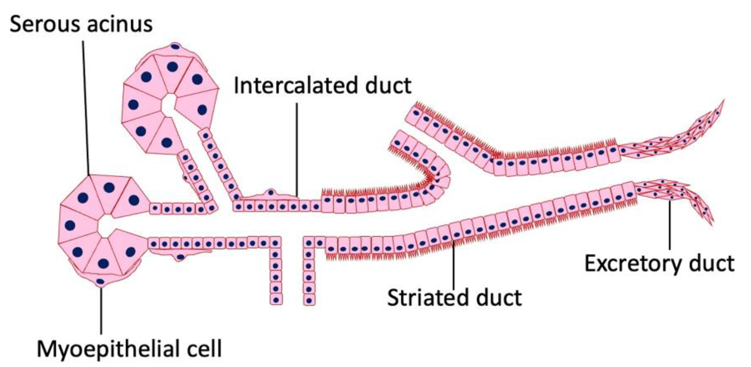 Cancers 16 00912 g001