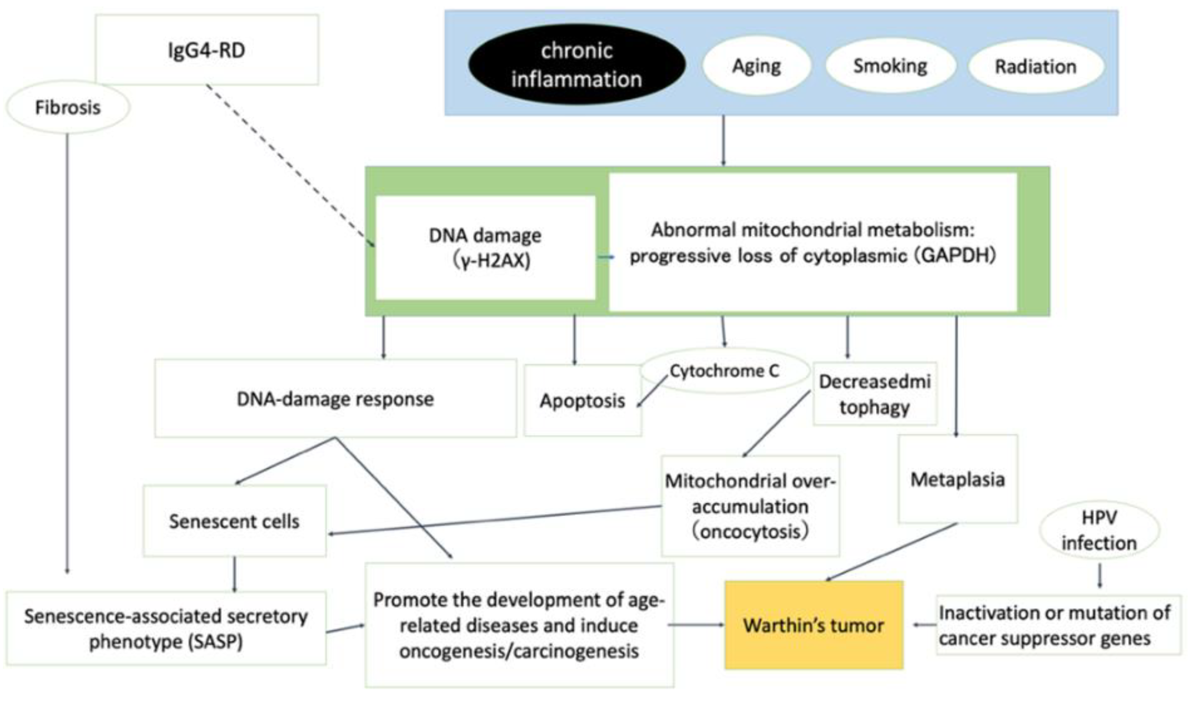 Cancers 16 00912 g013