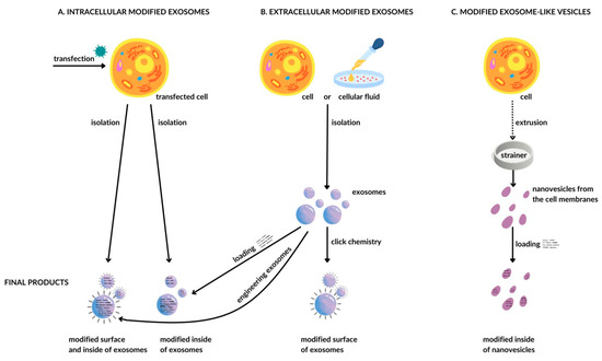 Exosomes—Promising Carriers for Regulatory Therapy in Oncology