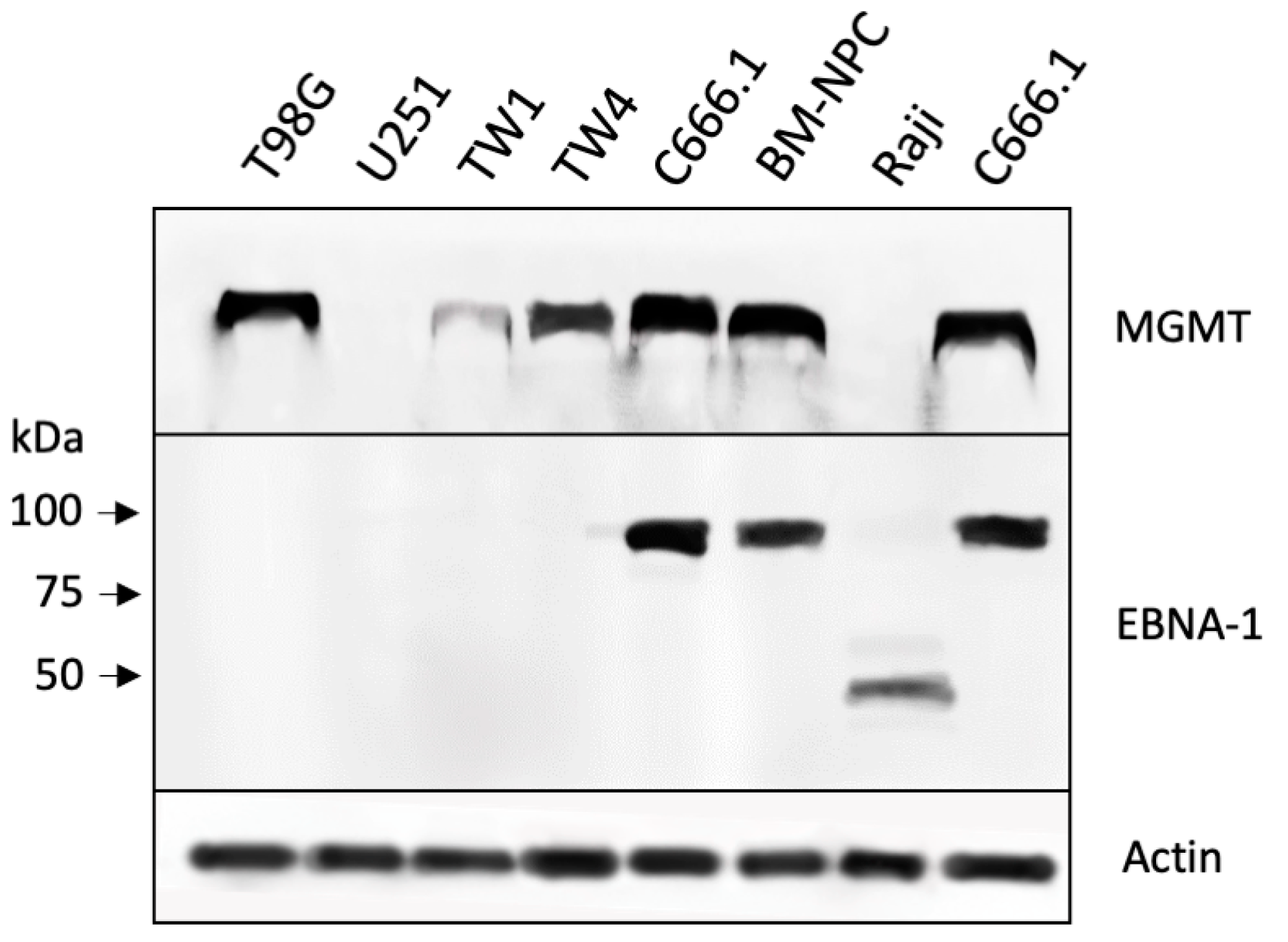 Cancers 16 00936 g003 Cancers 16 00936 g003