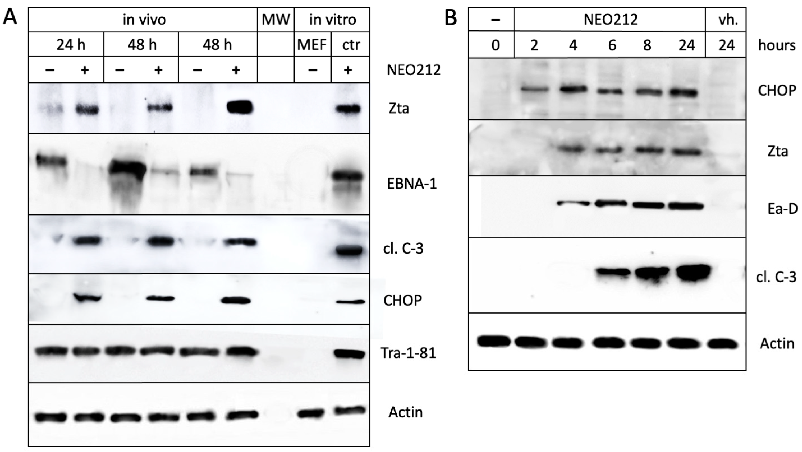 Cancers 16 00936 g006 Cancers 16 00936 g006
