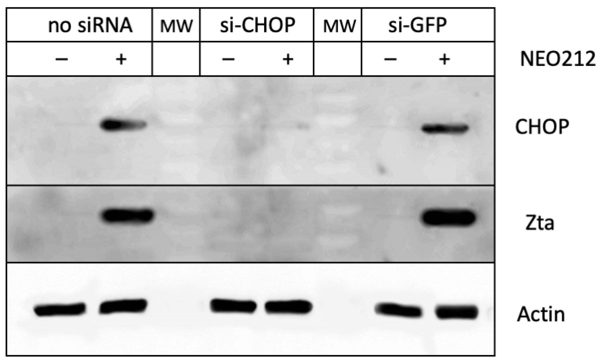 Cancers 16 00936 g007 Cancers 16 00936 g007