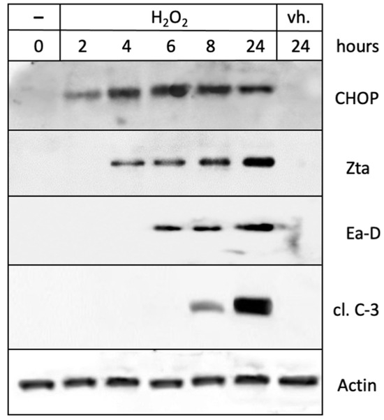 Activation of Epstein–Barr Virus' Lytic Cycle in