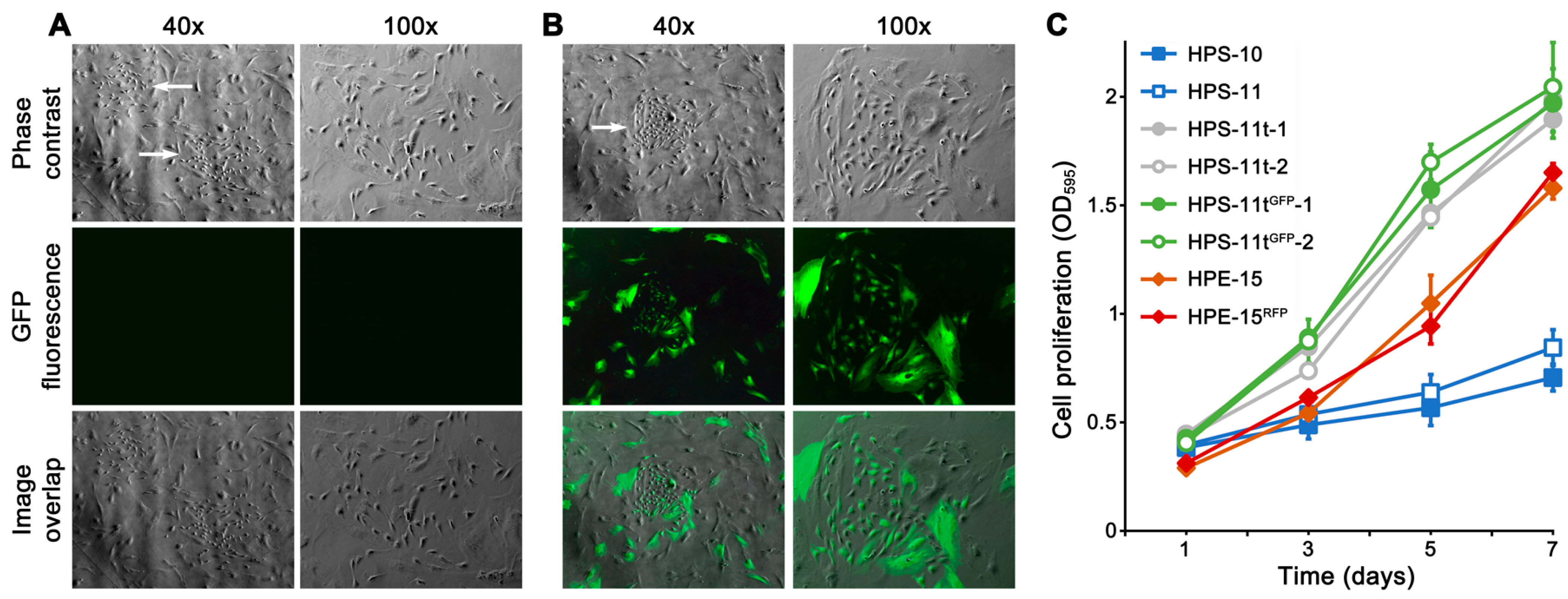 Cancers 16 00951 g001