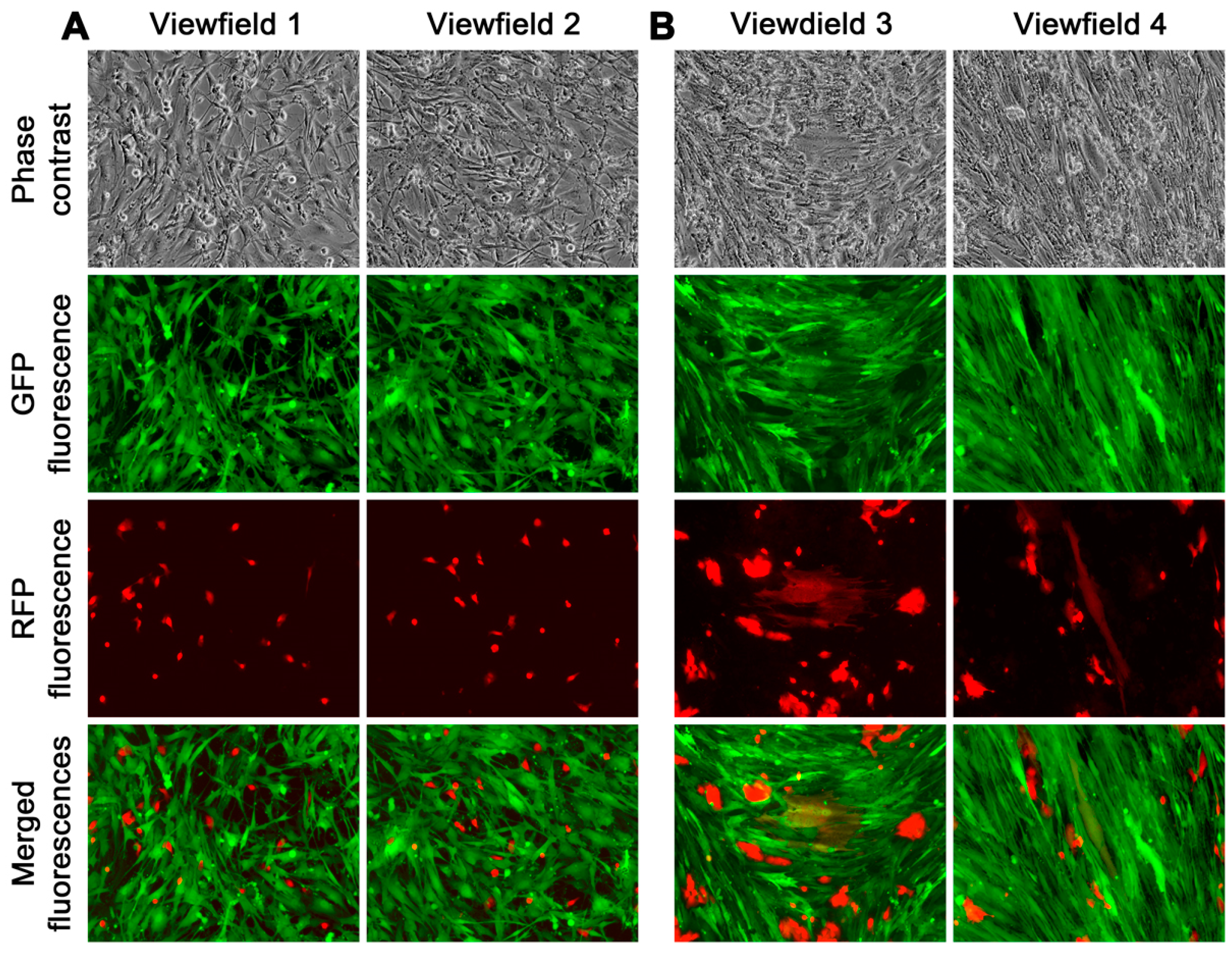 Cancers 16 00951 g003