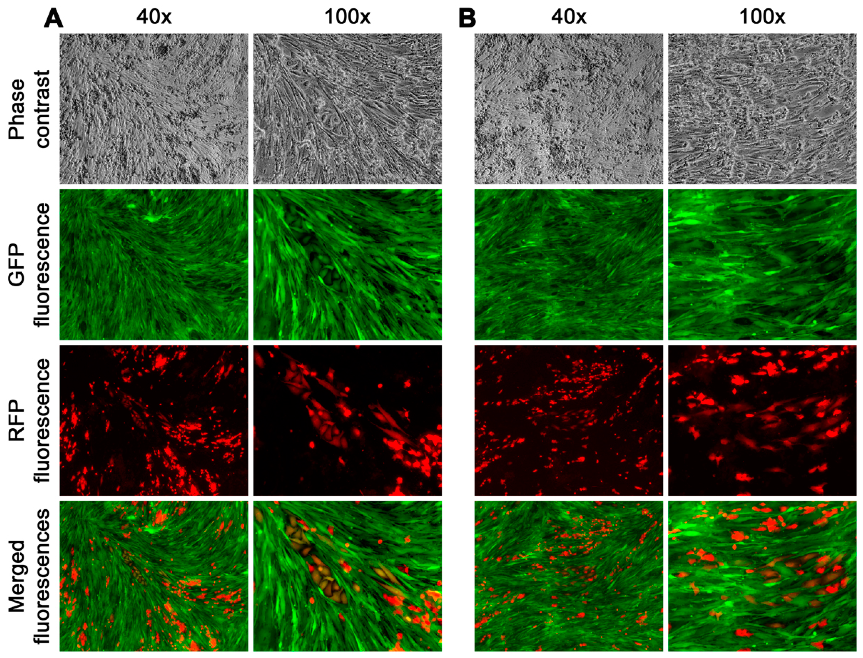 Cancers 16 00951 g004