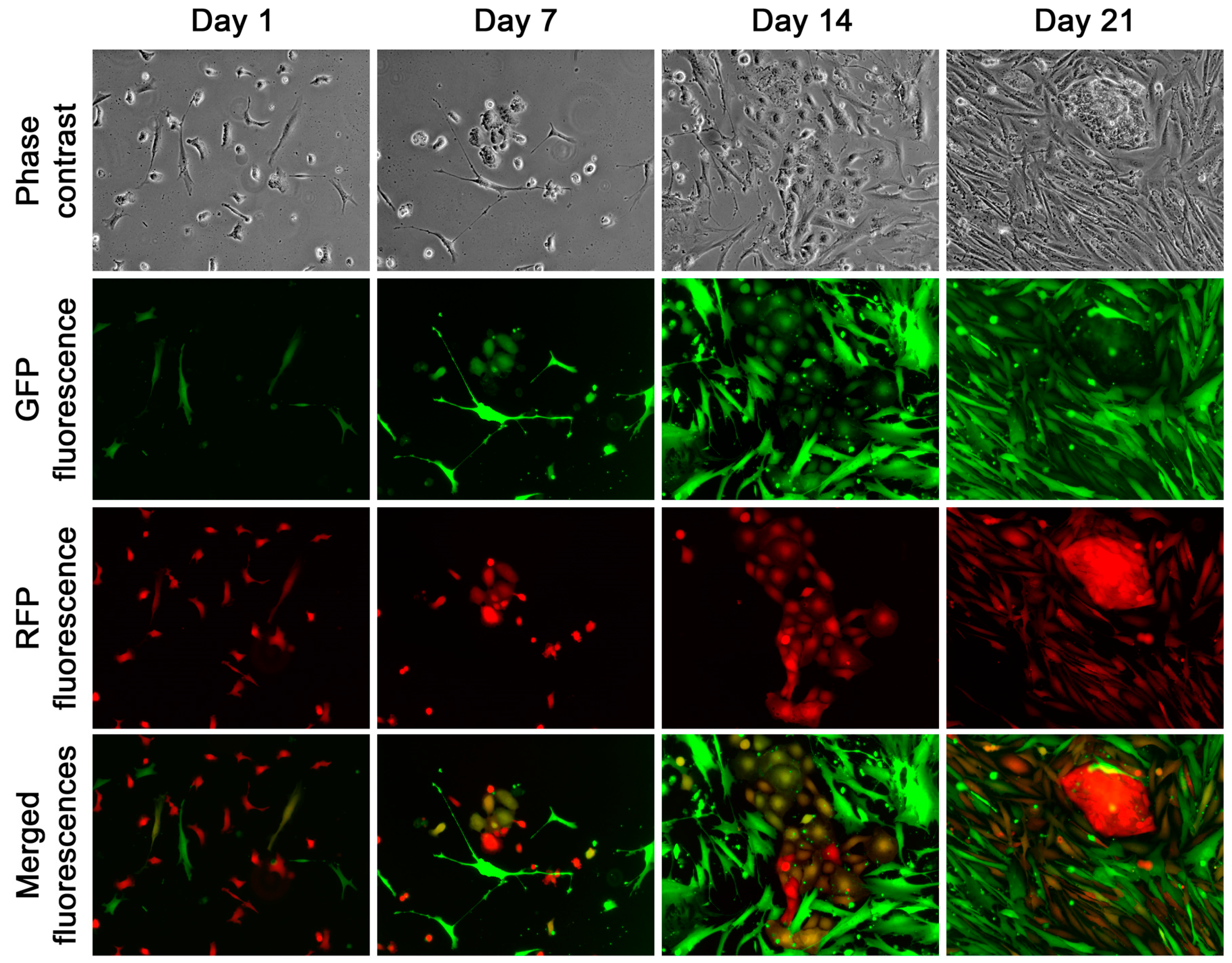 Cancers 16 00951 g006