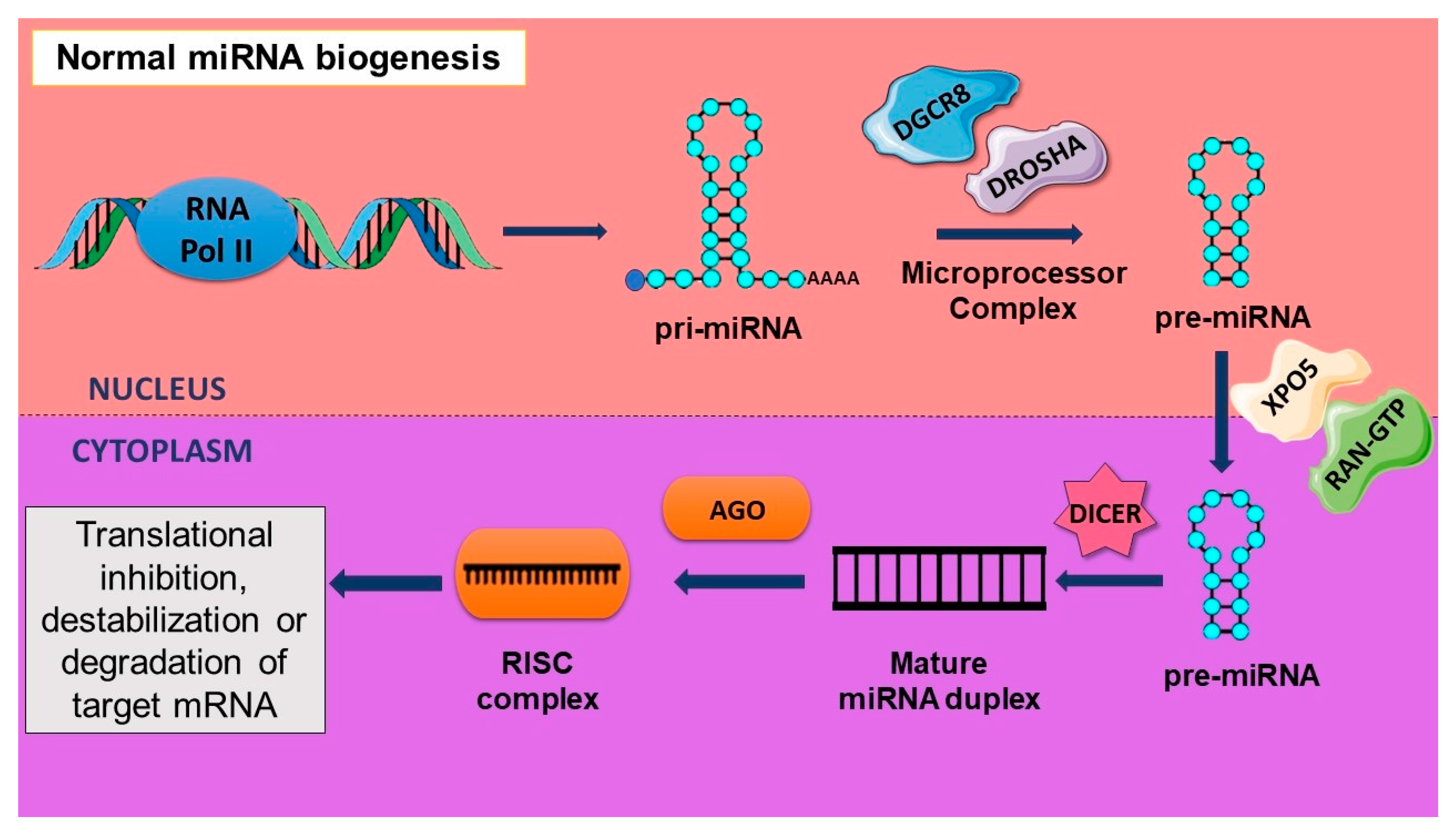 Cancers 16 00957 g002