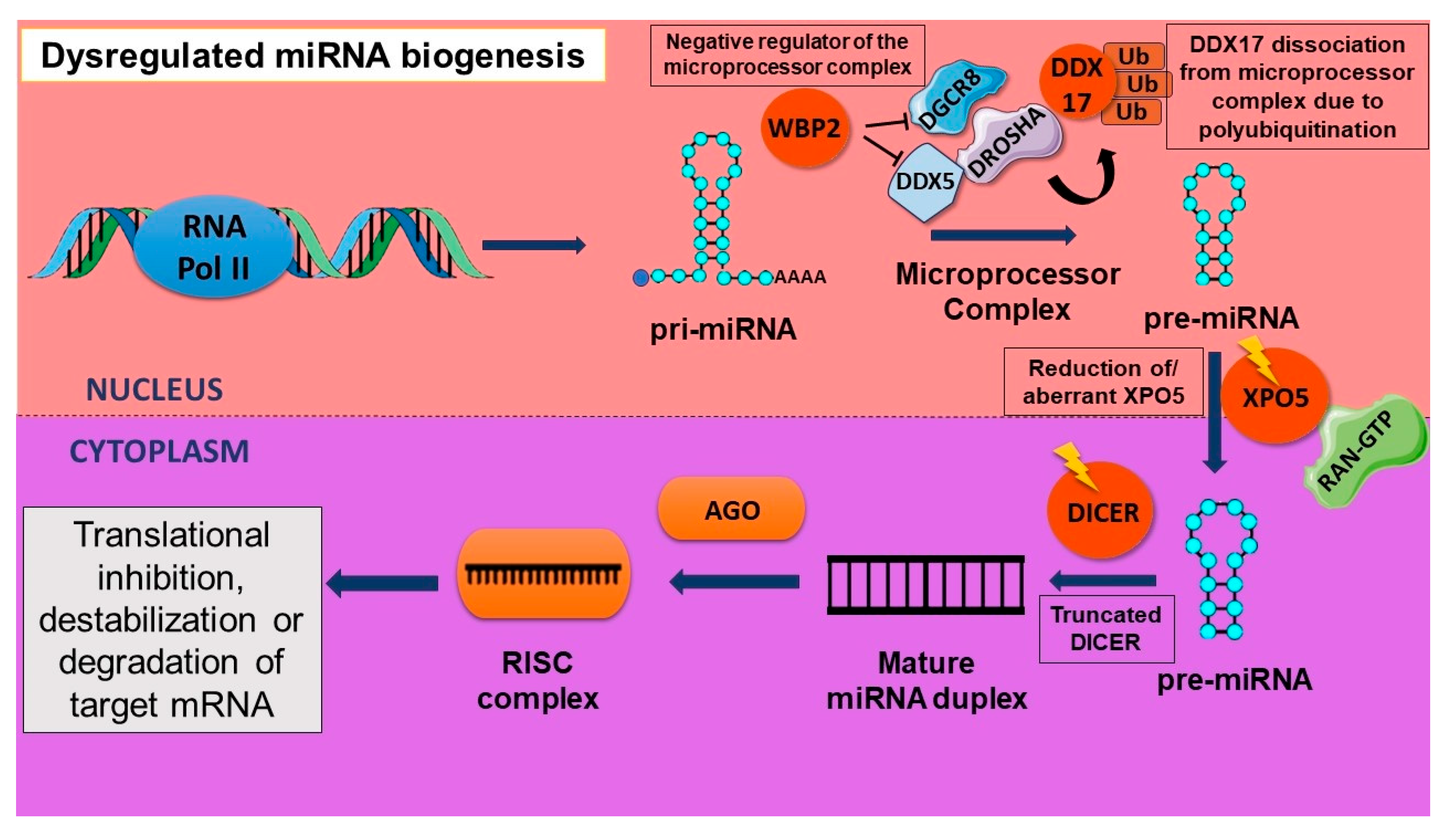 Cancers 16 00957 g003