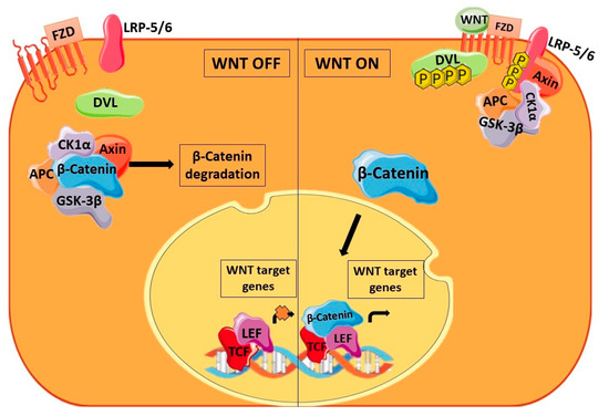 miRNA on the Battlefield of Cancer: Significance in Cancer Stem Cells ...