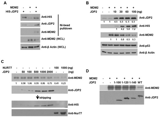 Huntingtin functions as a scaffold for selective