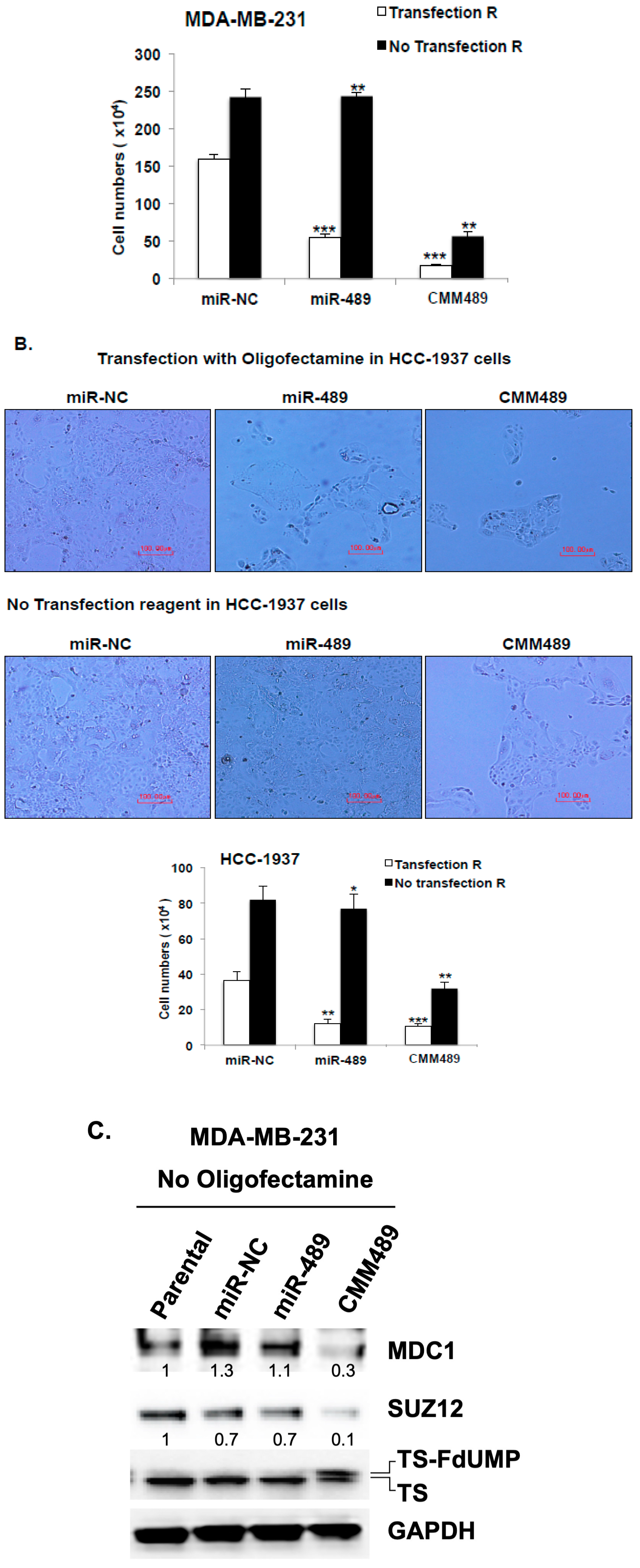 Cancers 16 01010 g004b