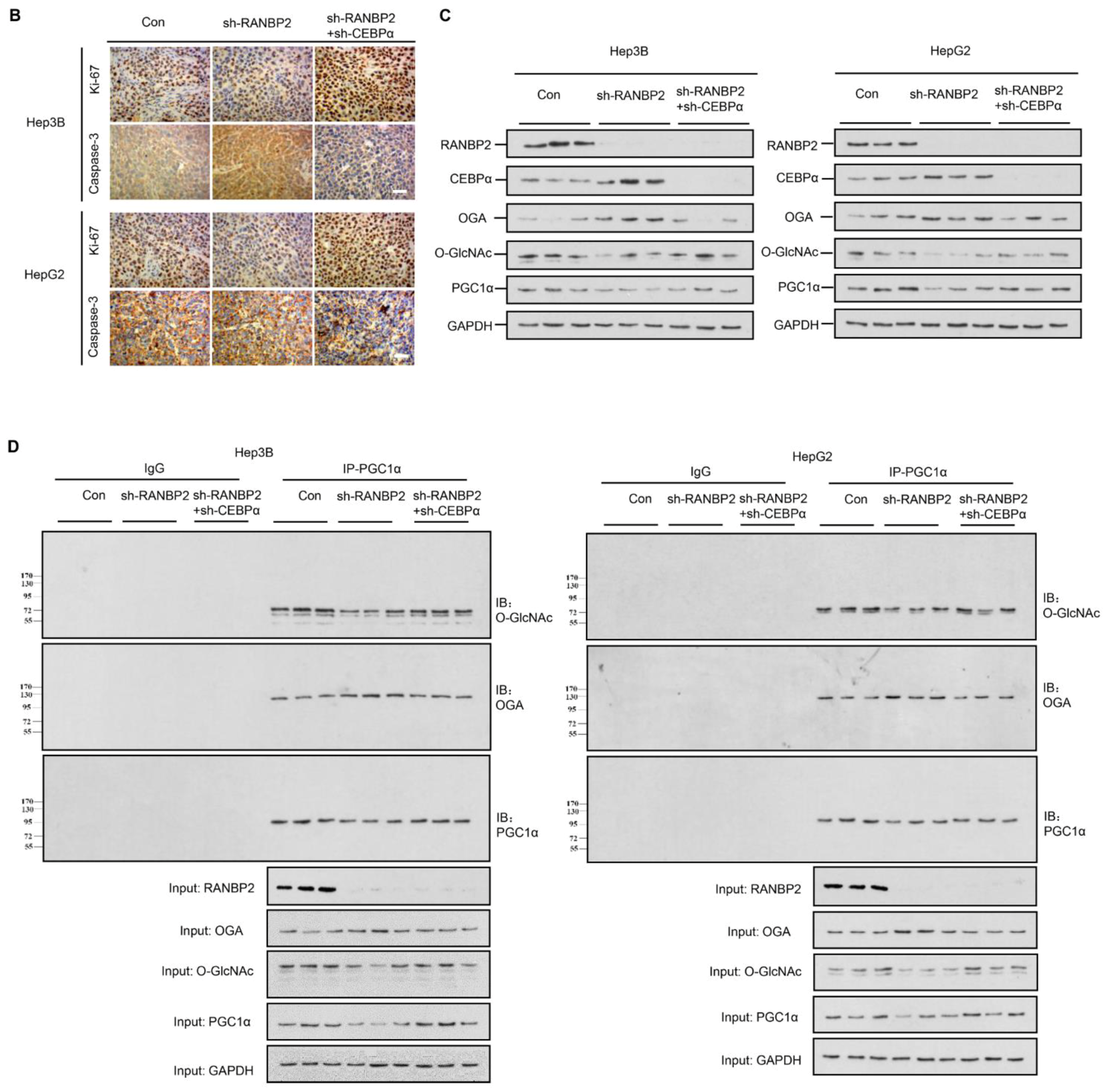 Cancers 16 01018 g006b