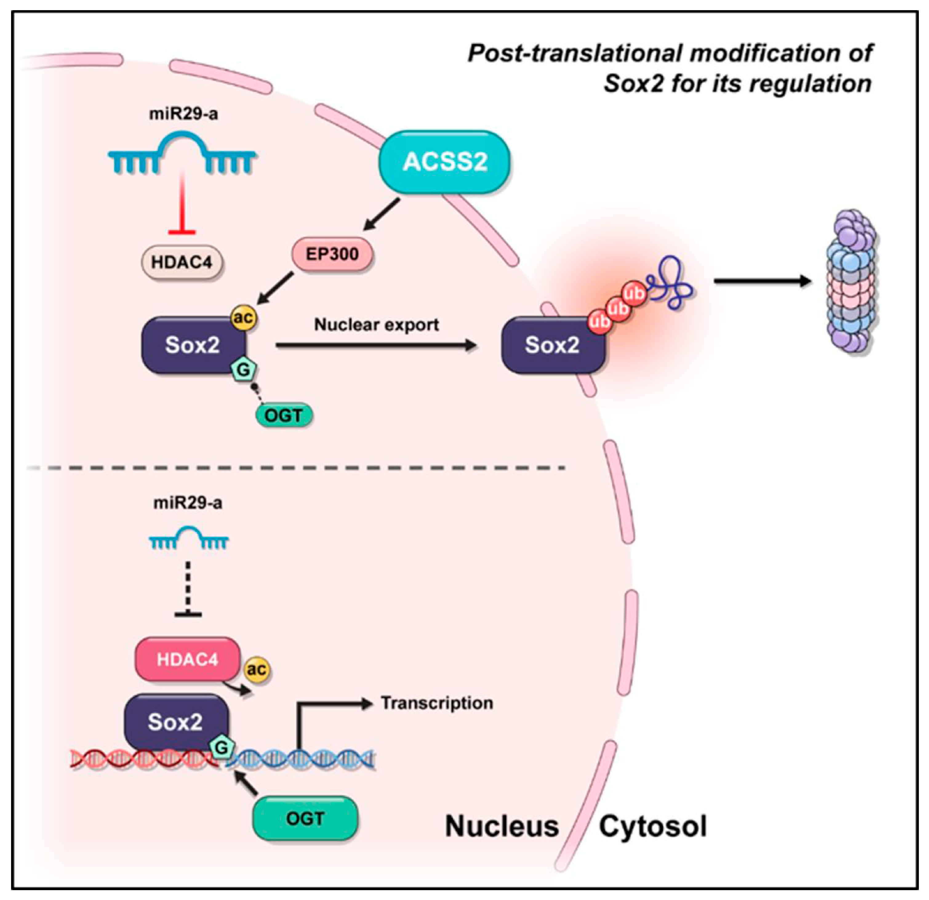 Cancers 16 01035 g008