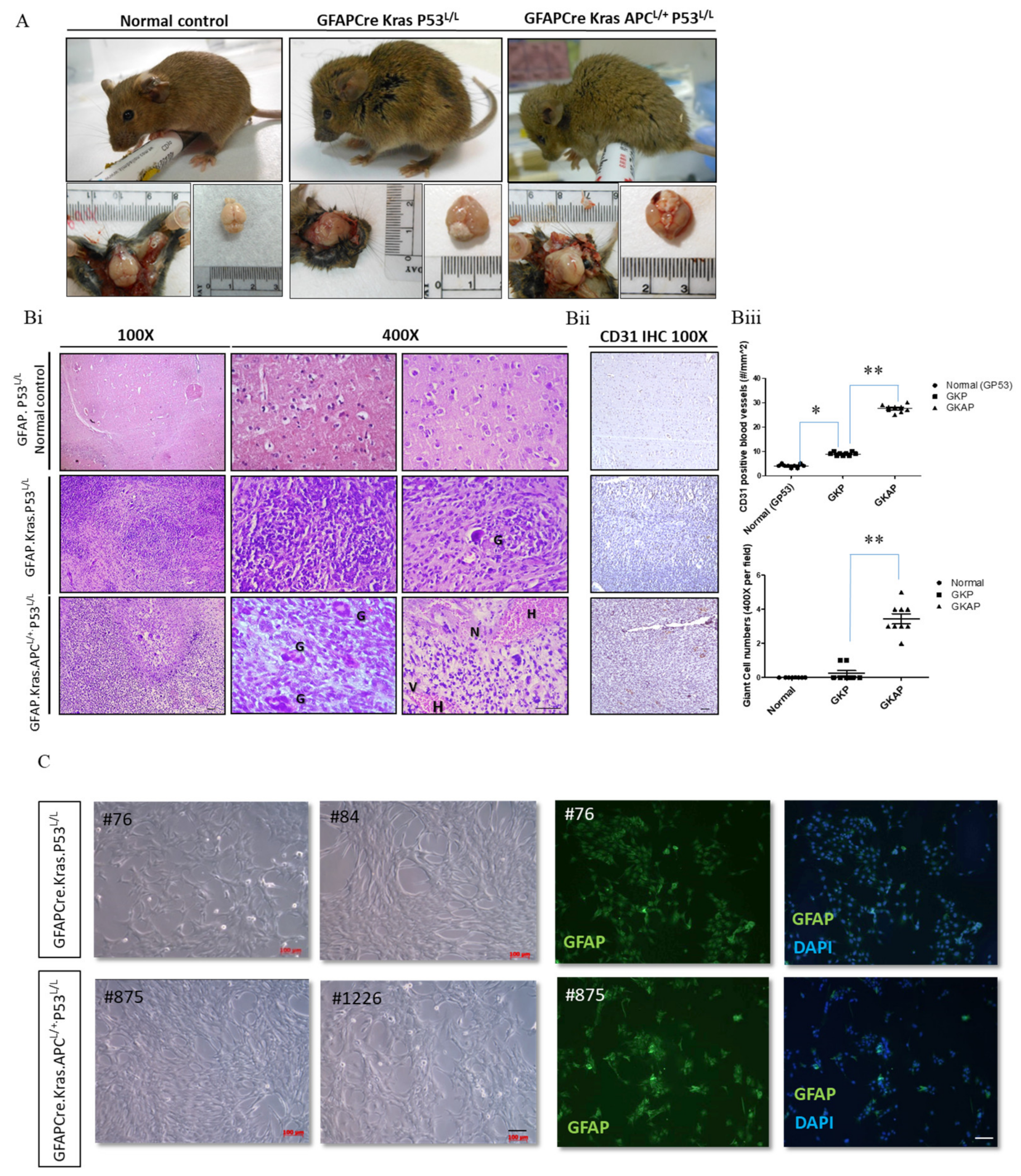 Cancers 16 01046 g002 Cancers 16 01046 g002