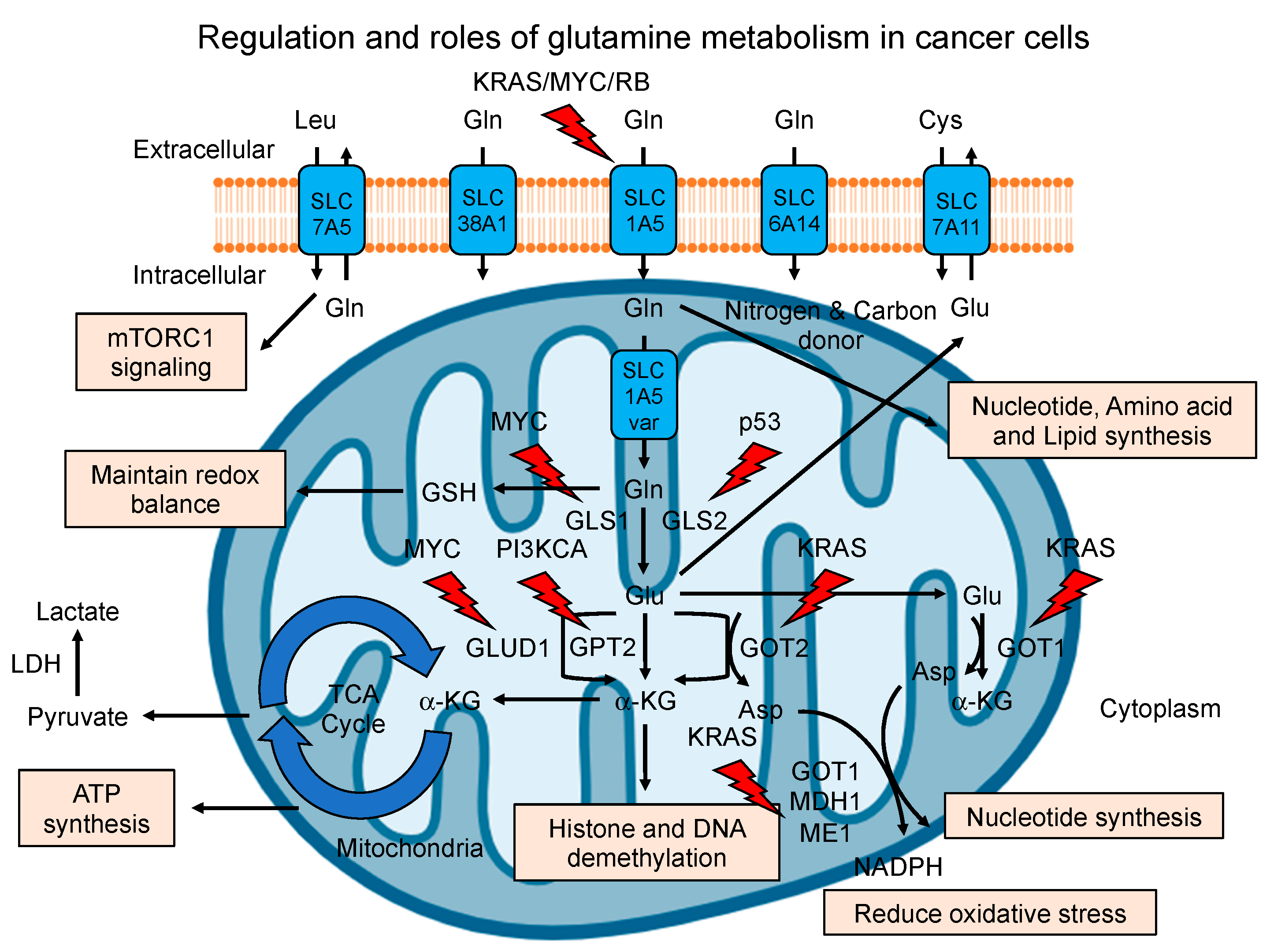 Cancers 16 01057 g001