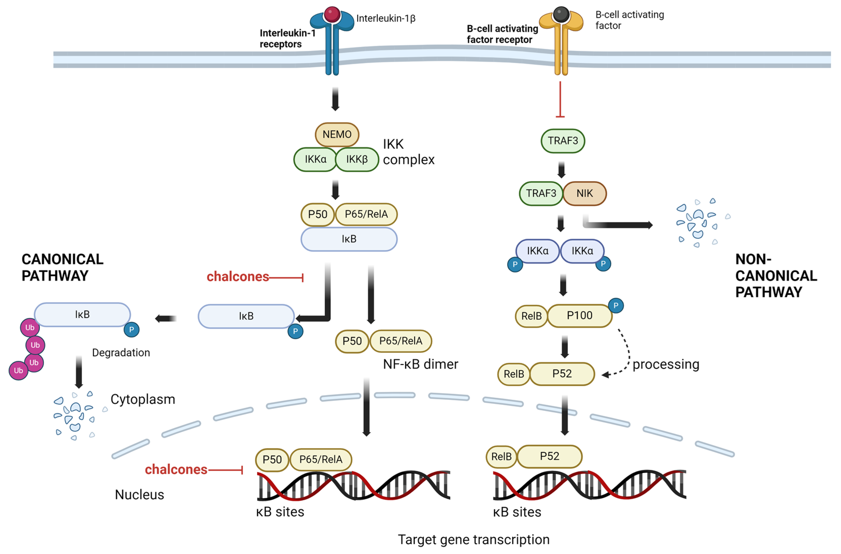 Cancers 16 01092 g004 Cancers 16 01092 g004