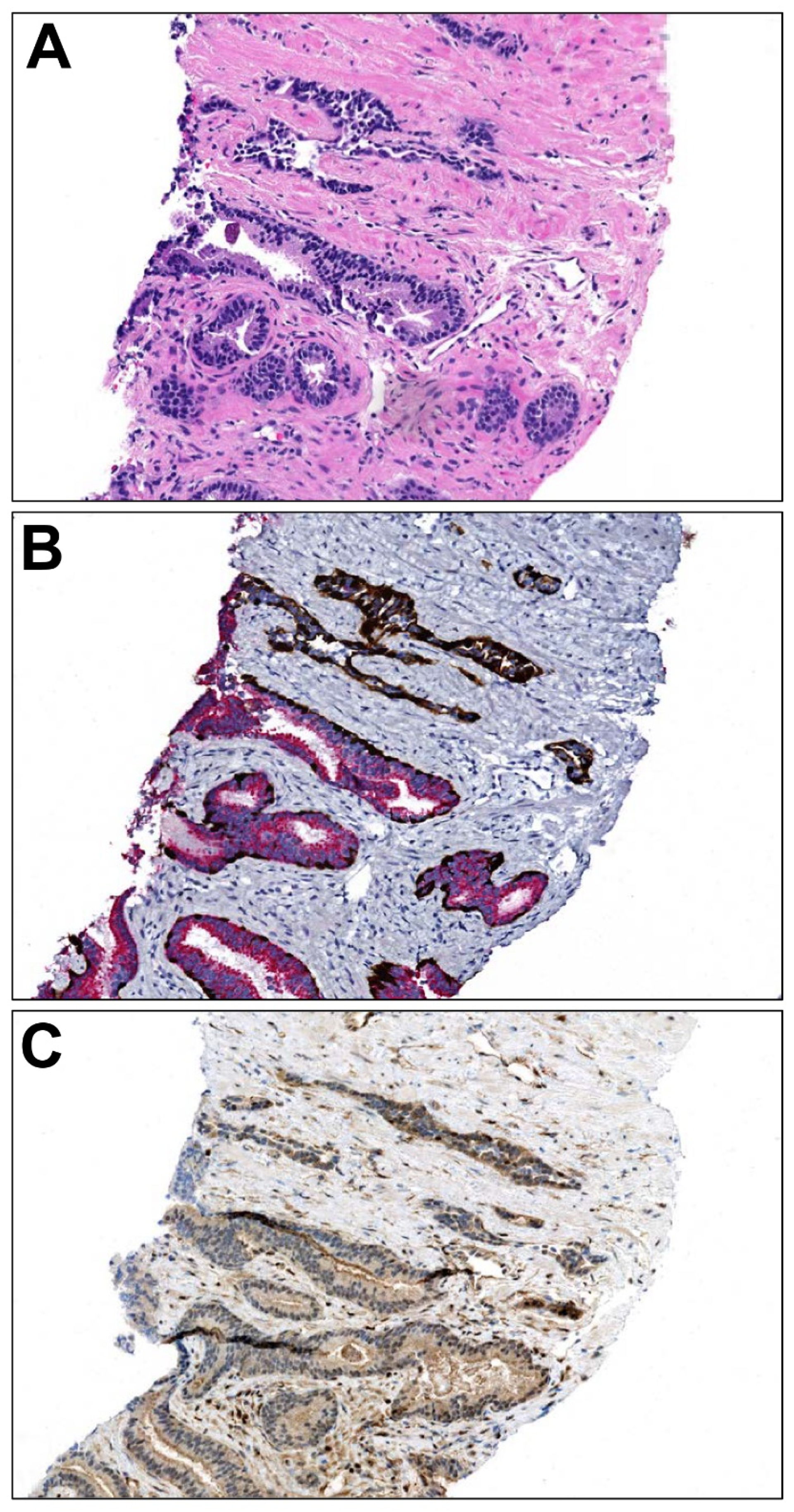 Cancers 16 01097 g002