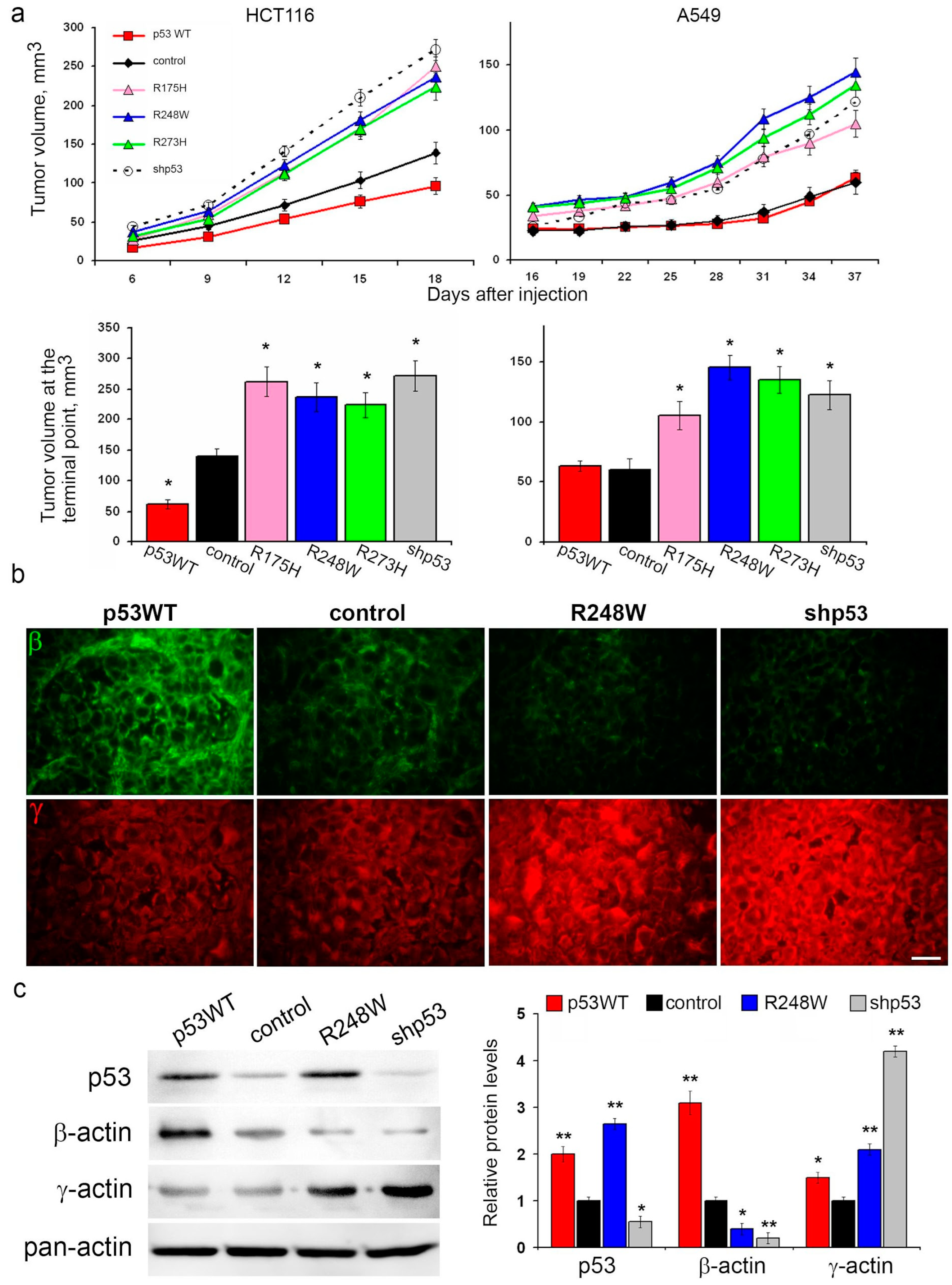 Cancers 16 01123 g002