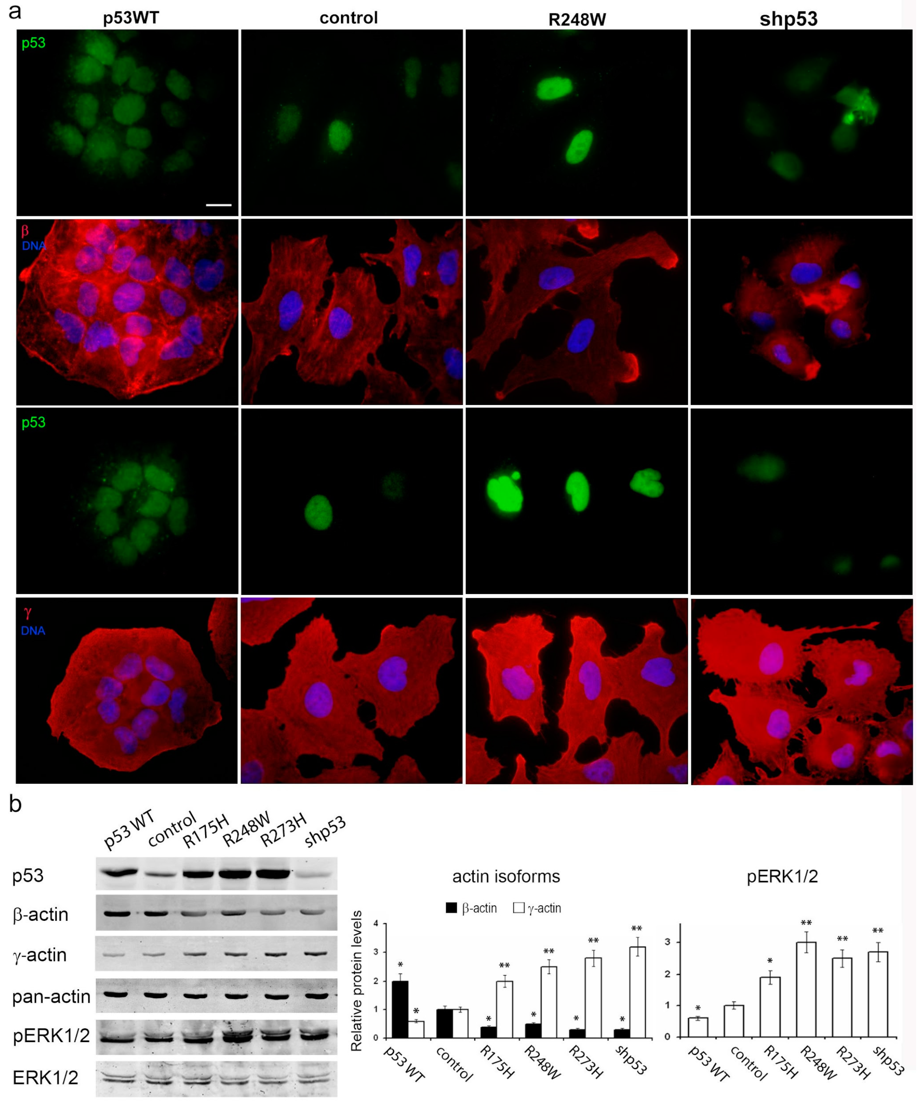 Cancers 16 01123 g005
