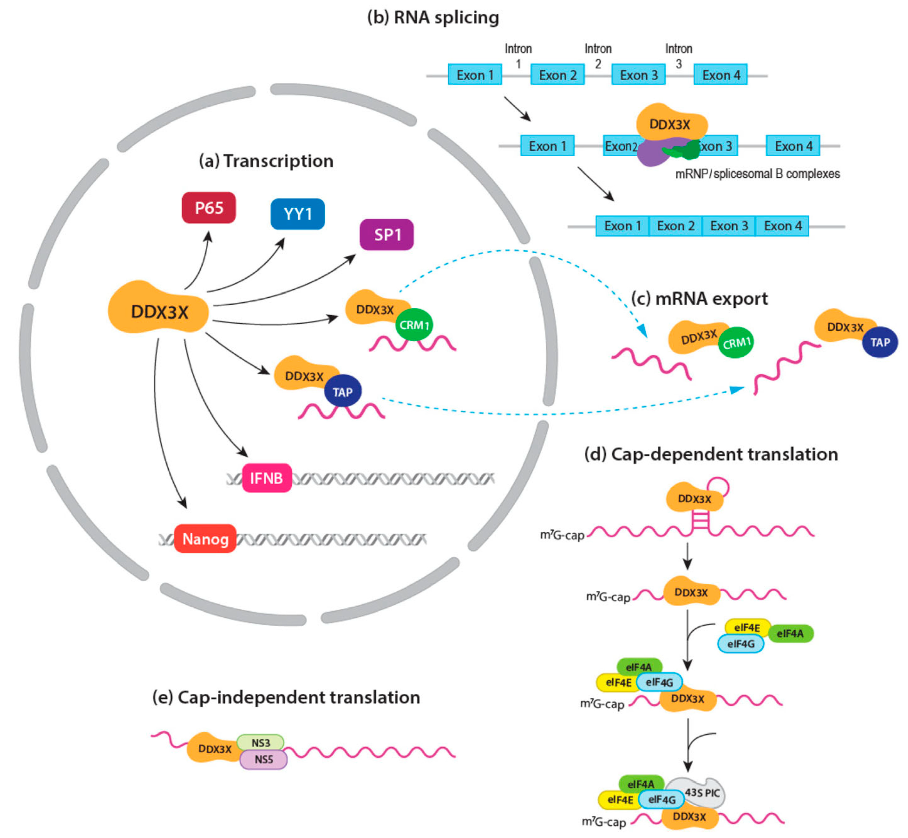 Cancers 16 01131 g002