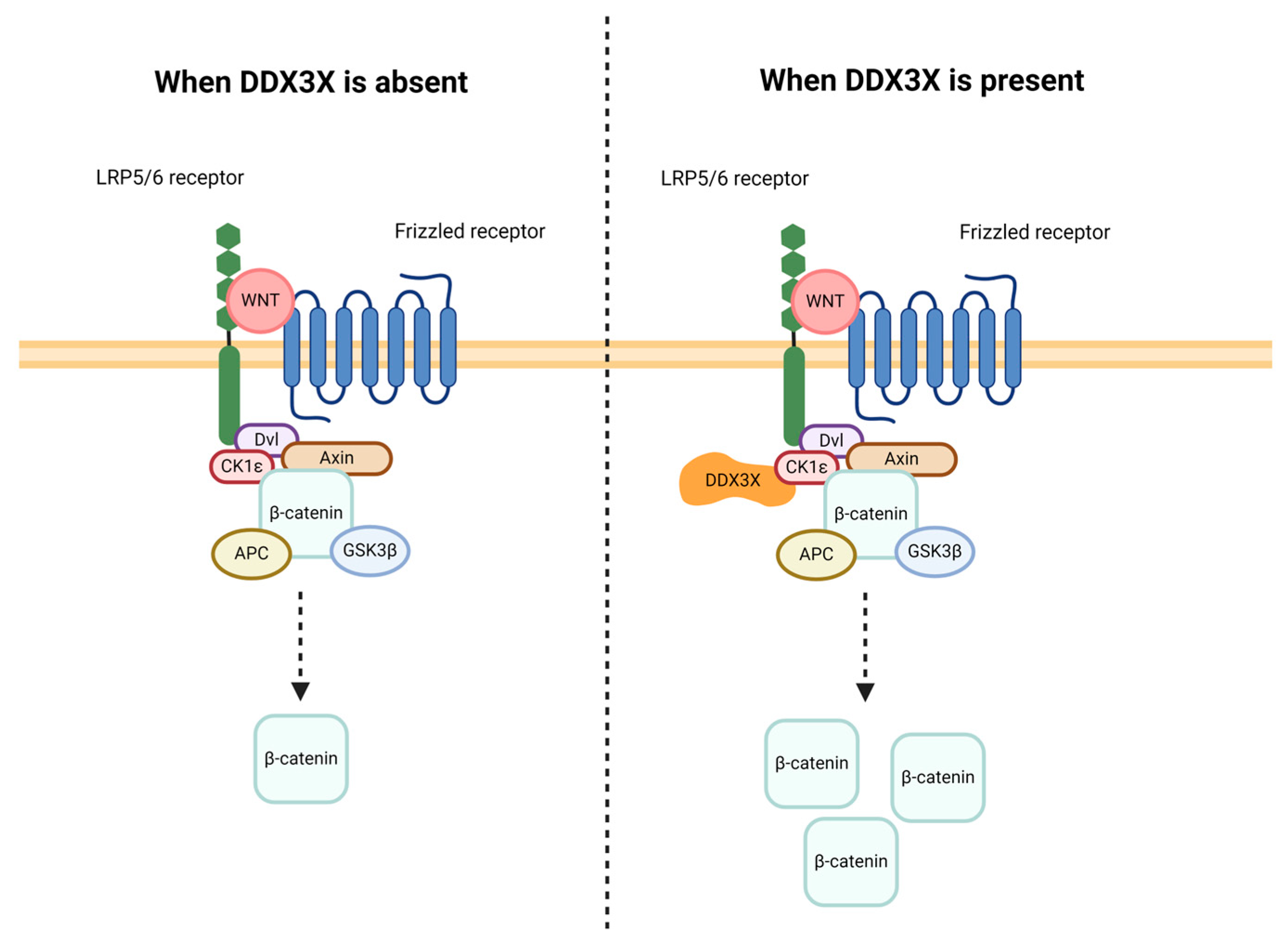 Cancers 16 01131 g003