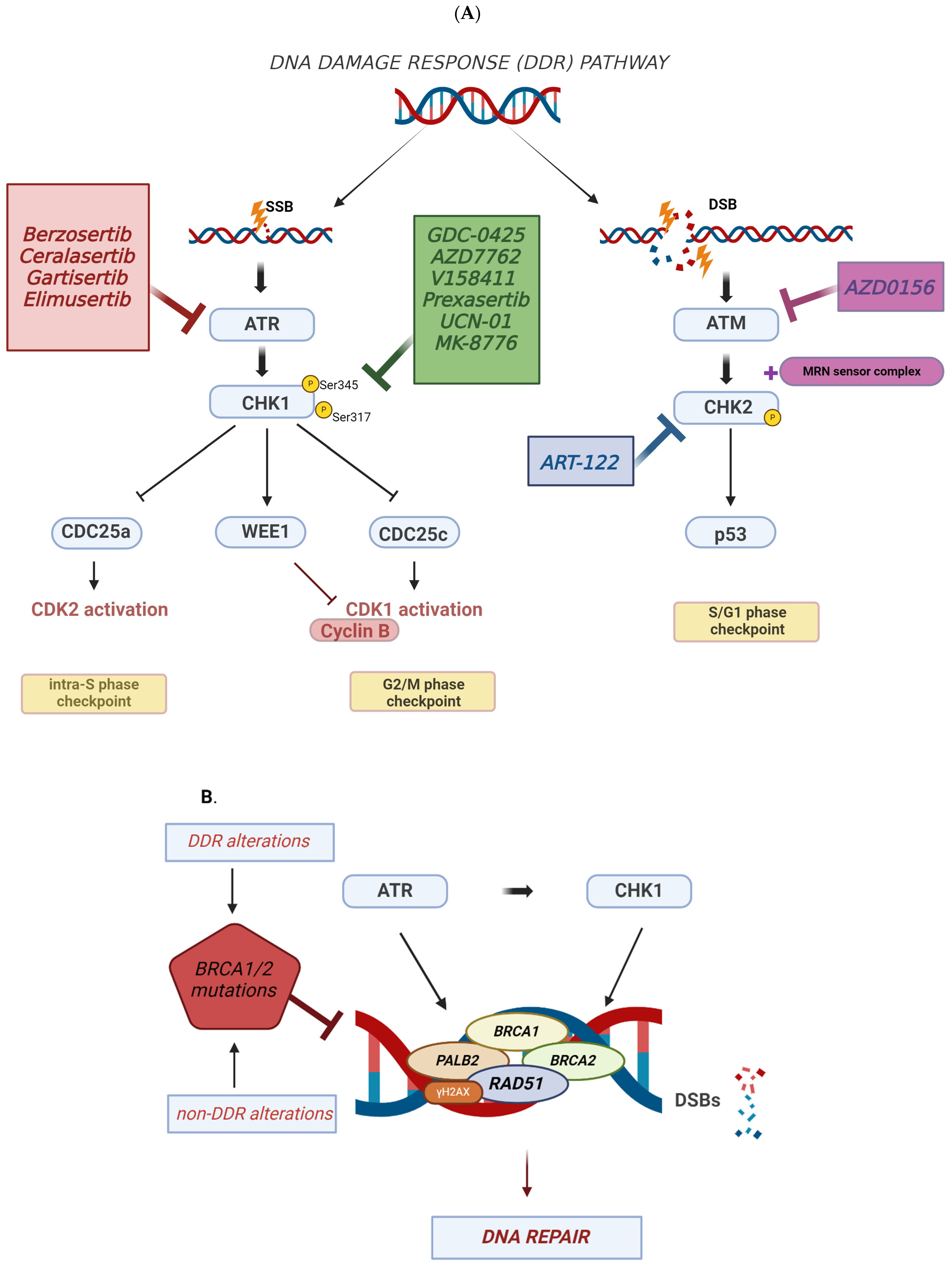 Cancers 16 01139 g001 Cancers 16 01139 g001